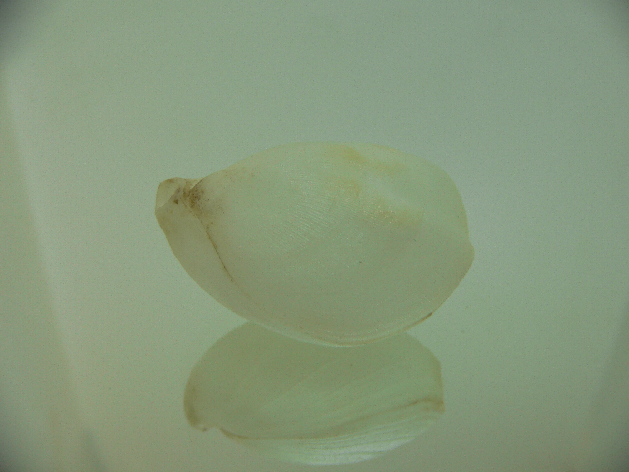 Campages cf. furcifera