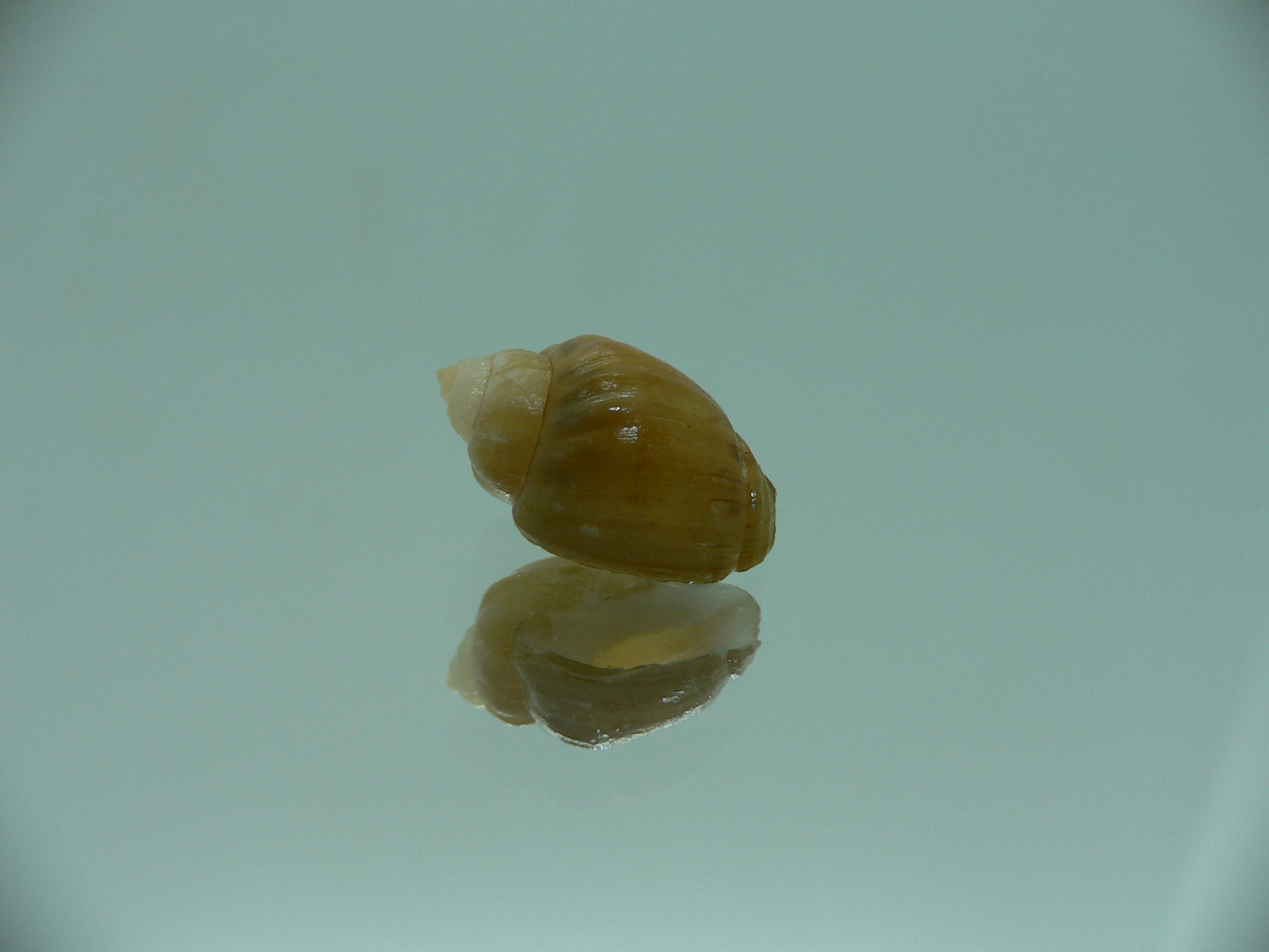 Nassodonta dorri (Oligohalinophila dorri) BIG