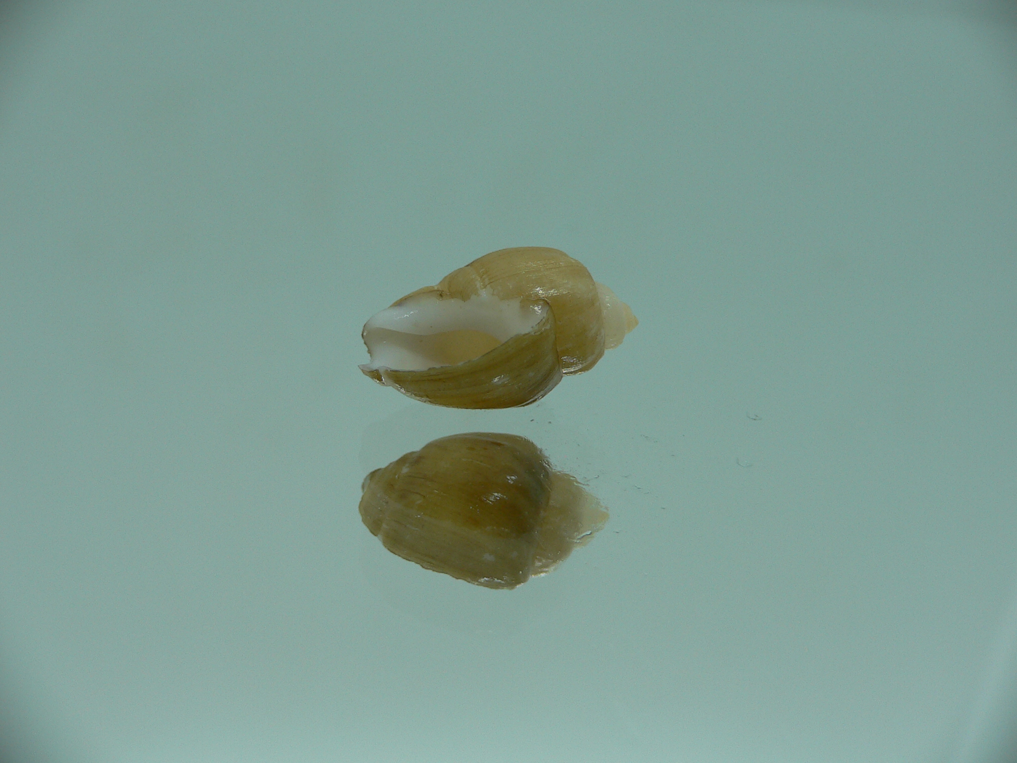 Nassodonta dorri (Oligohalinophila dorri) BIG