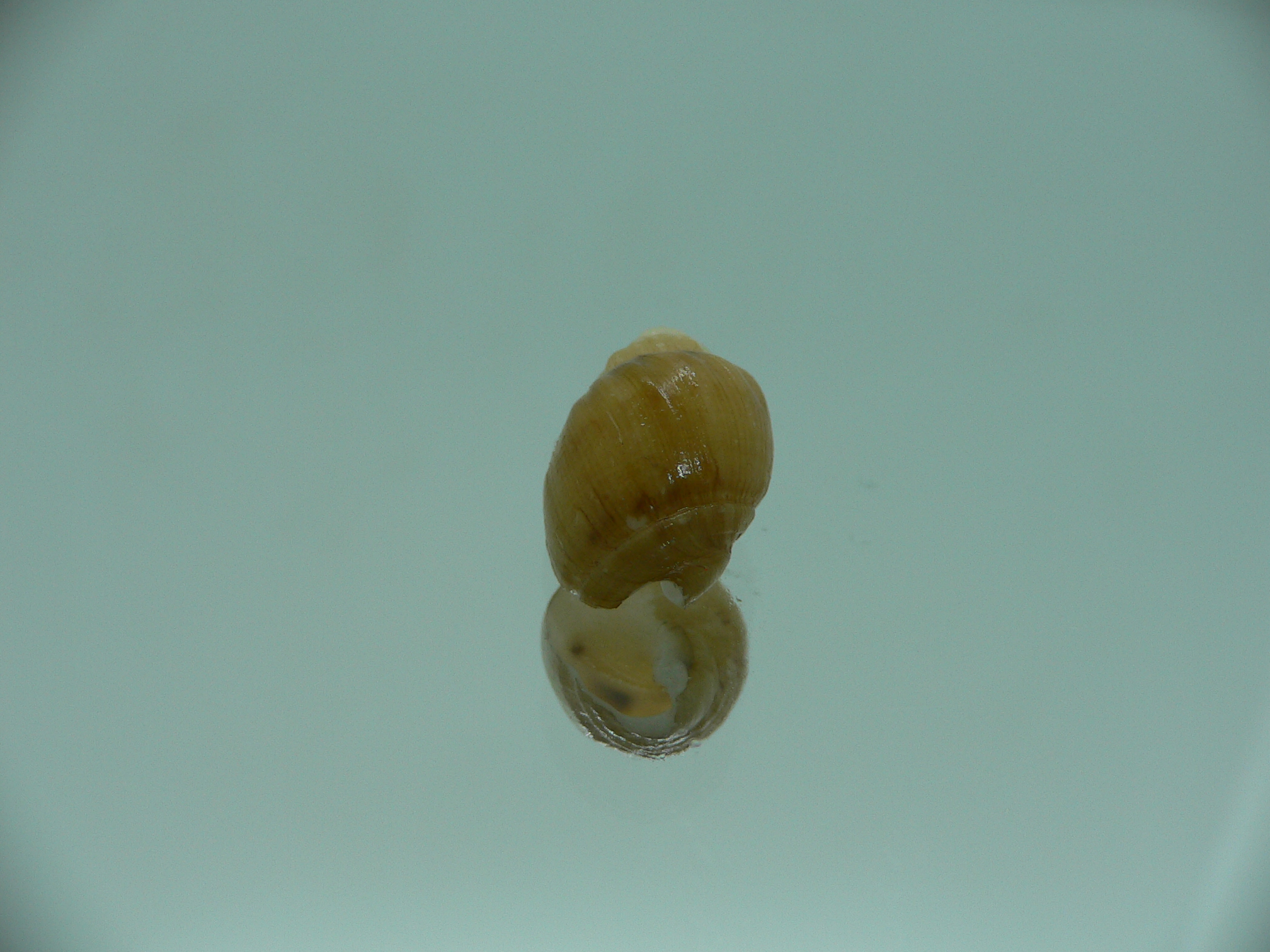 Nassodonta dorri (Oligohalinophila dorri) BIG