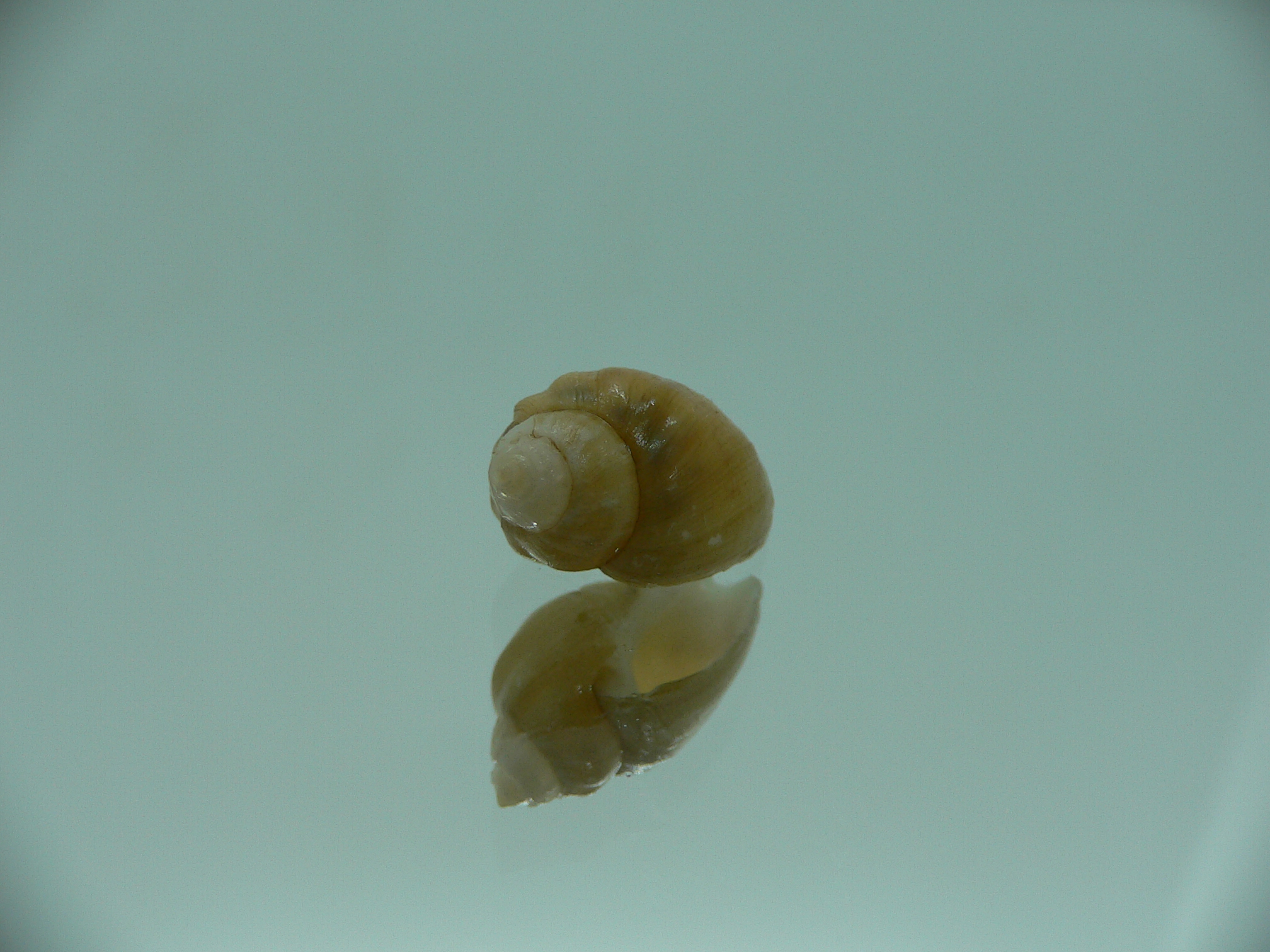 Nassodonta dorri (Oligohalinophila dorri) BIG