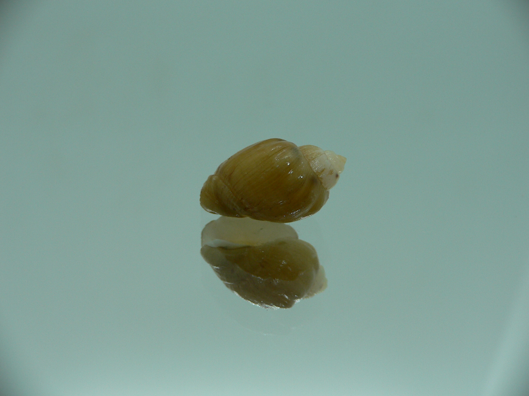 Nassodonta dorri (Oligohalinophila dorri) BIG