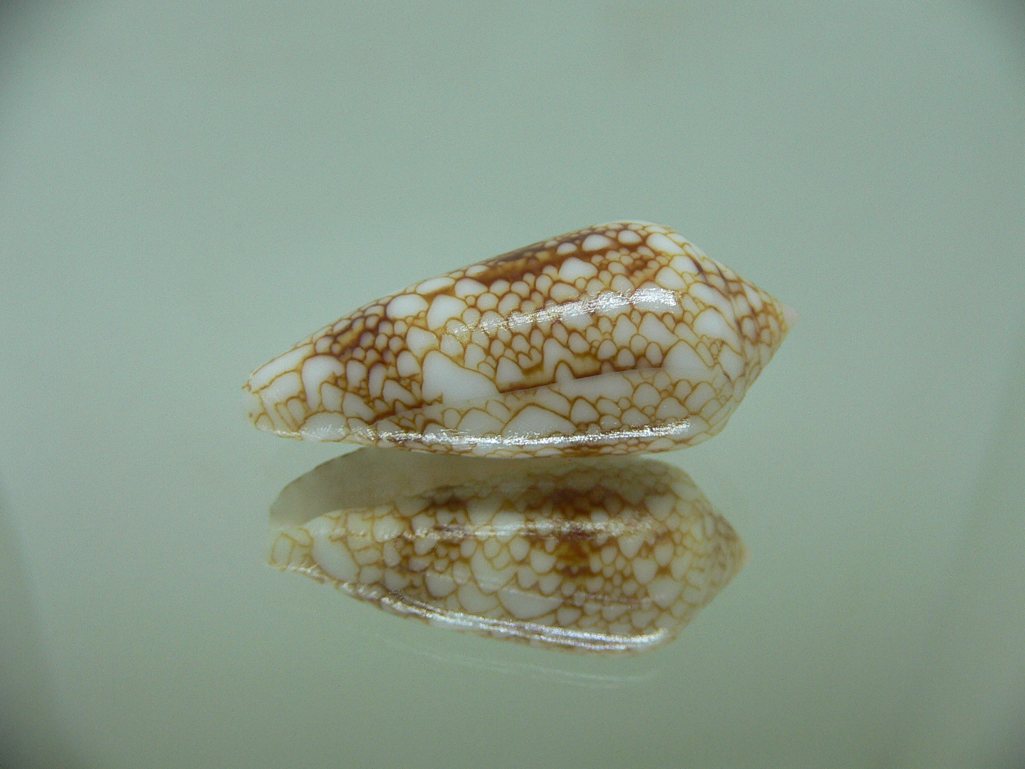 Conus telatus DWARF