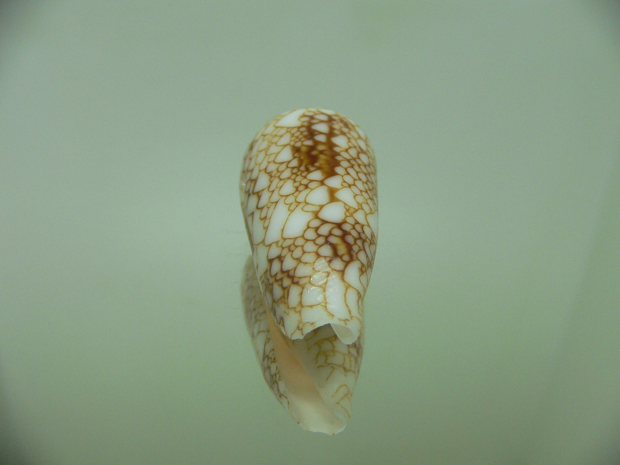 Conus telatus DWARF