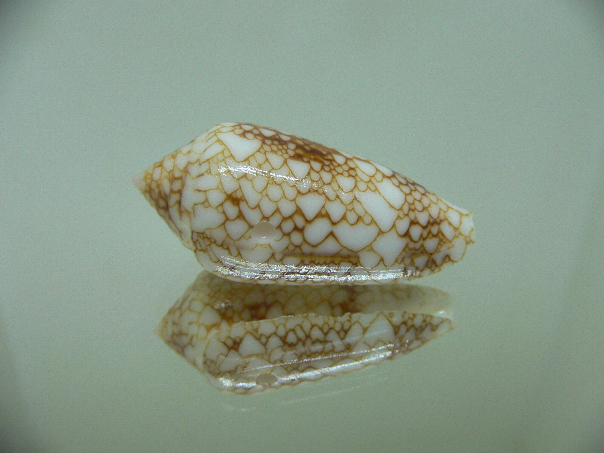 Conus telatus DWARF