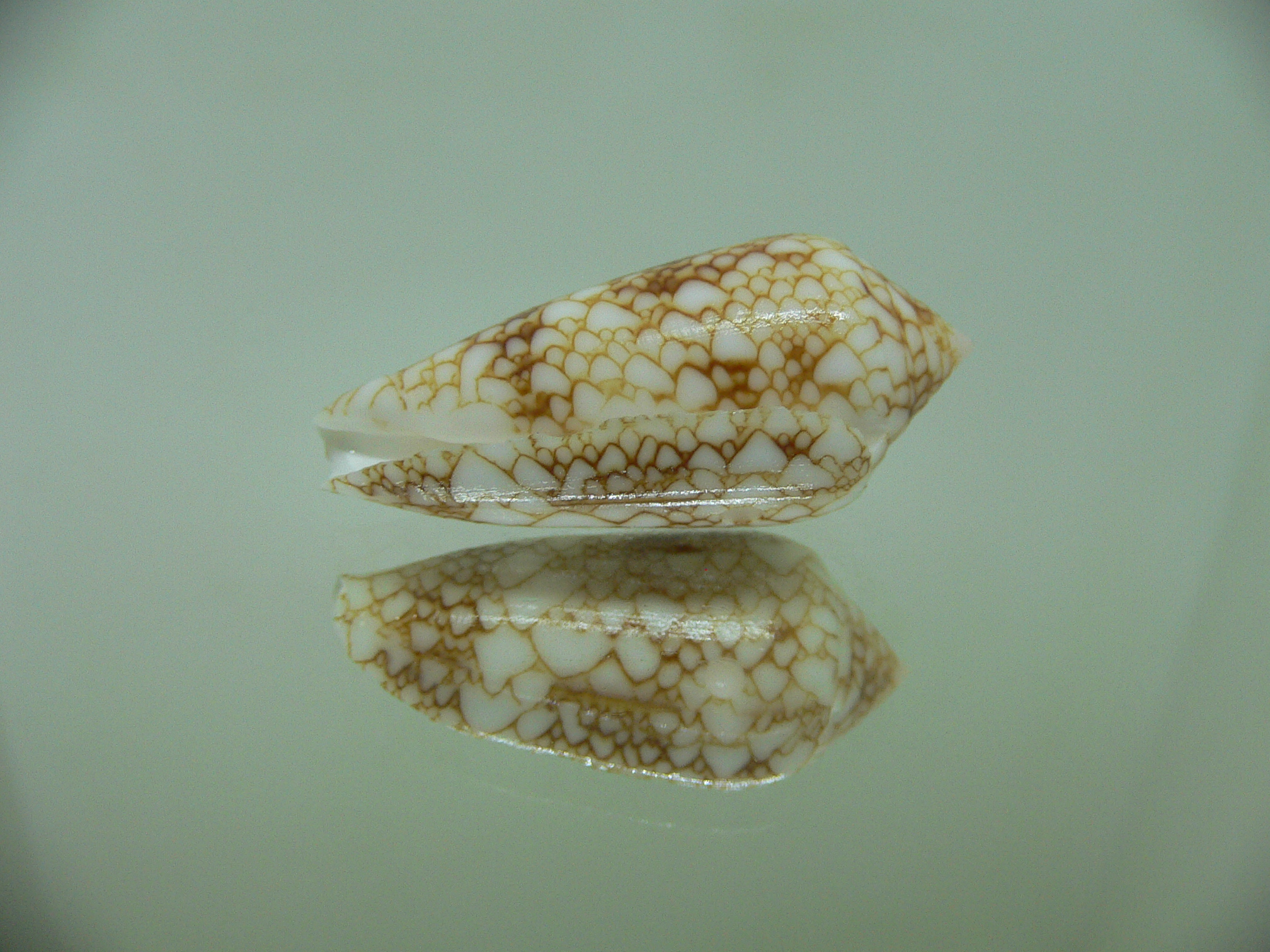 Conus telatus DWARF