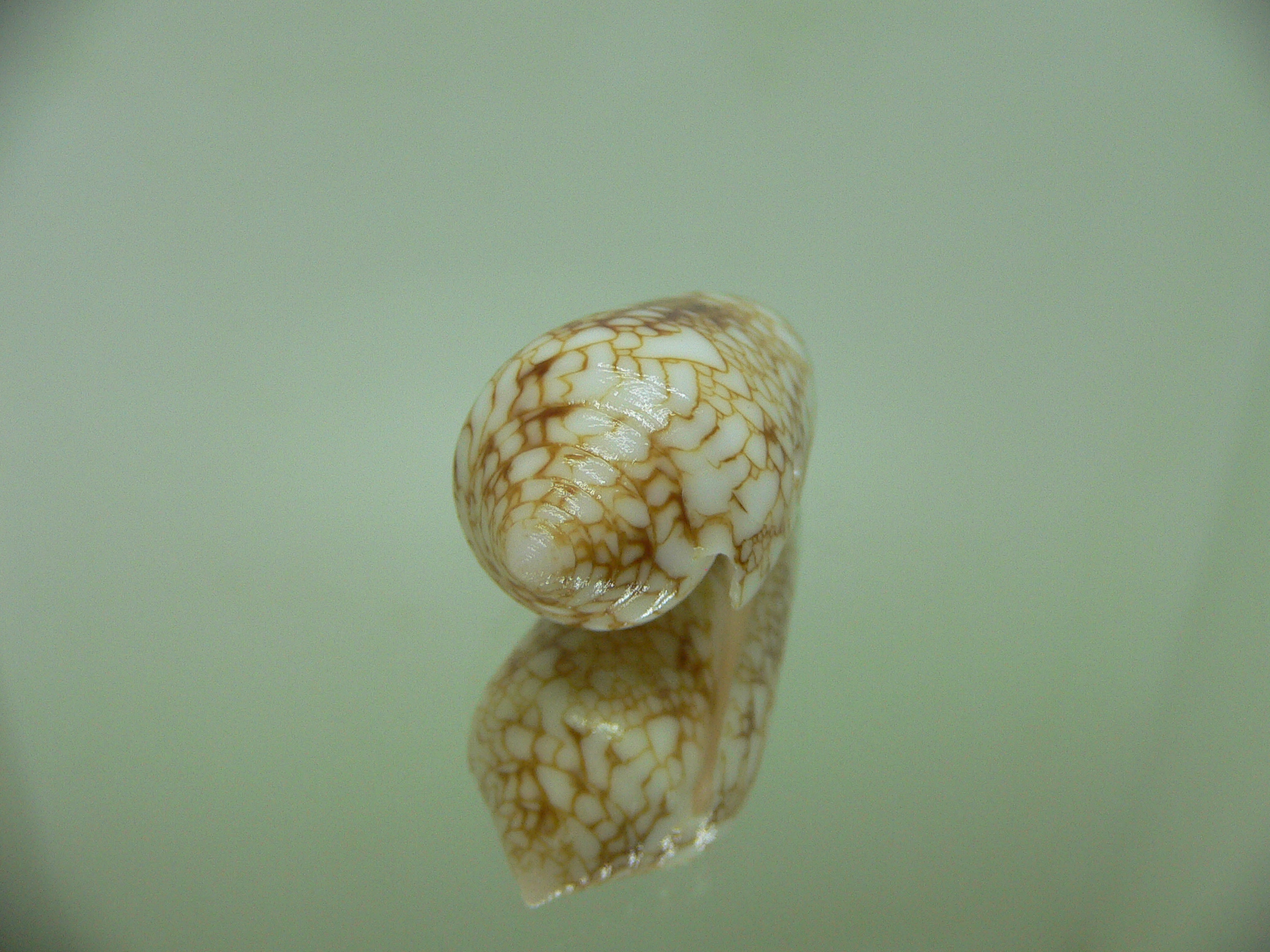 Conus telatus DWARF