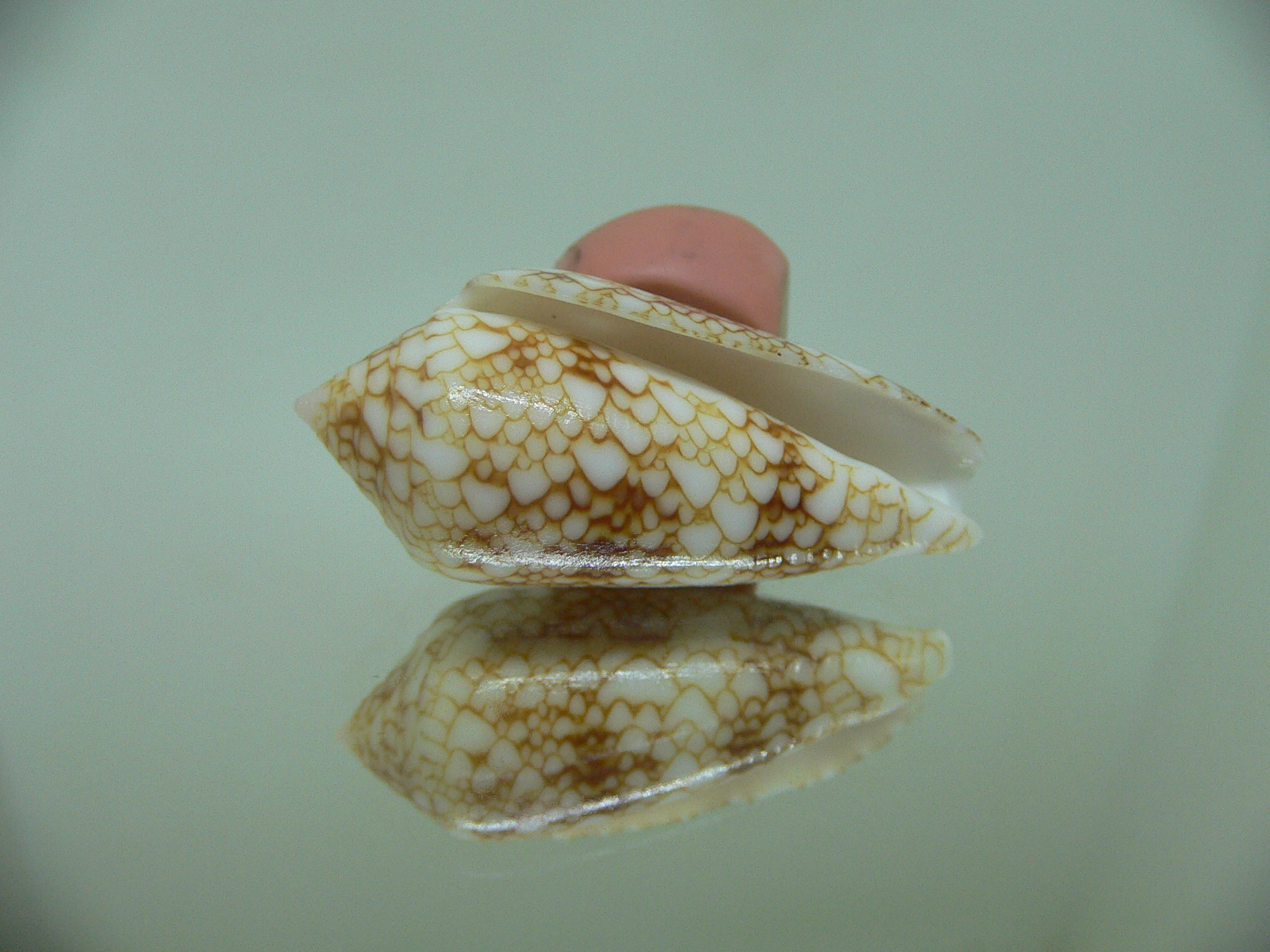 Conus telatus DWARF