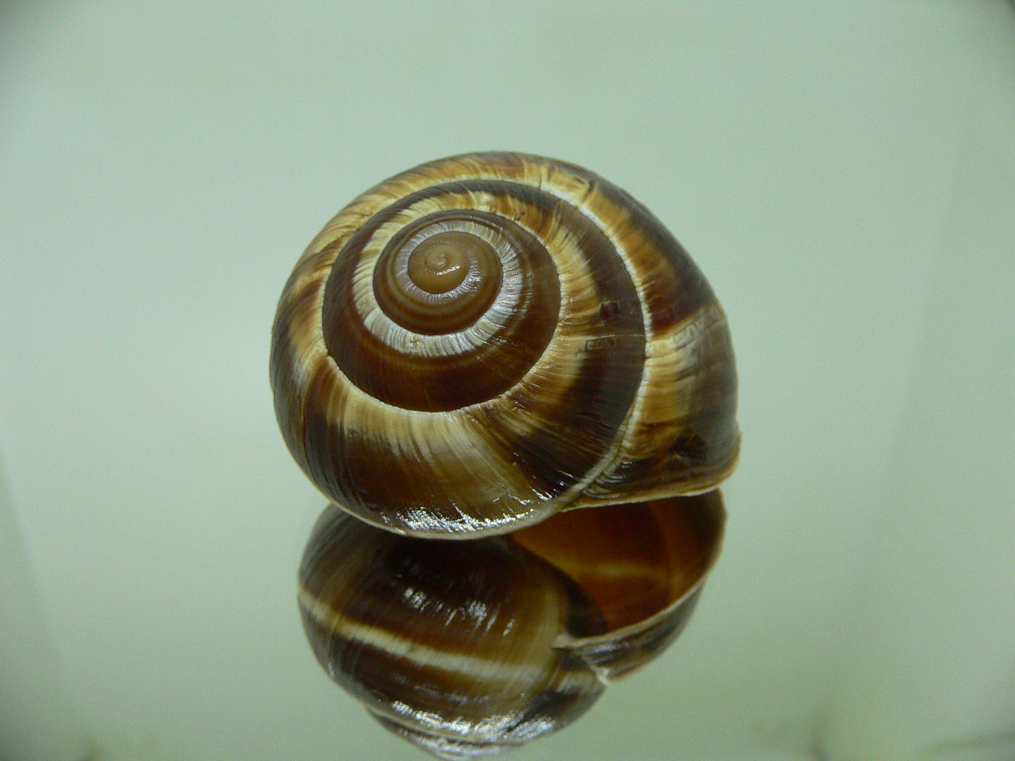 Helix lucorum 6