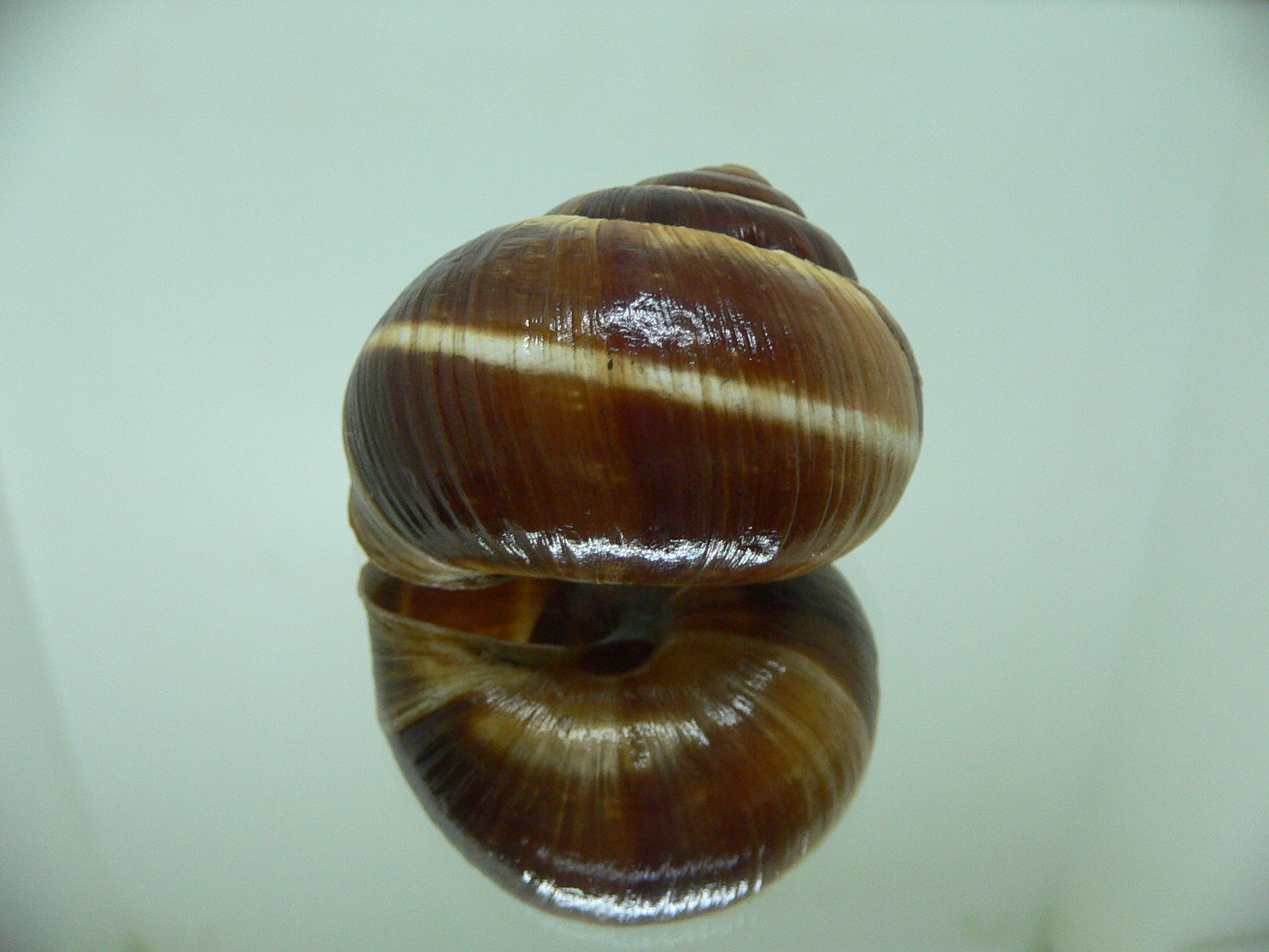 Helix lucorum 6