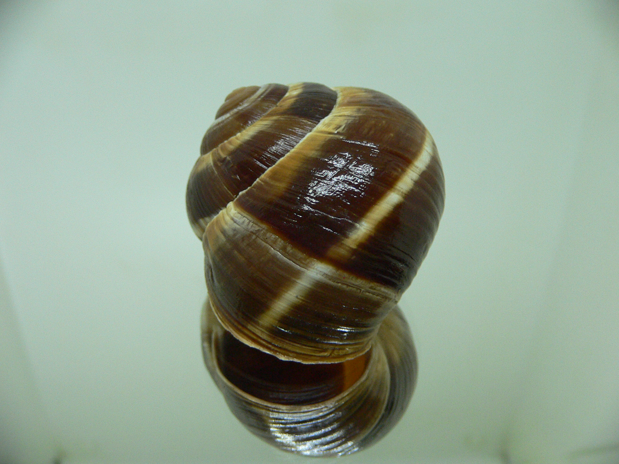 Helix lucorum 6