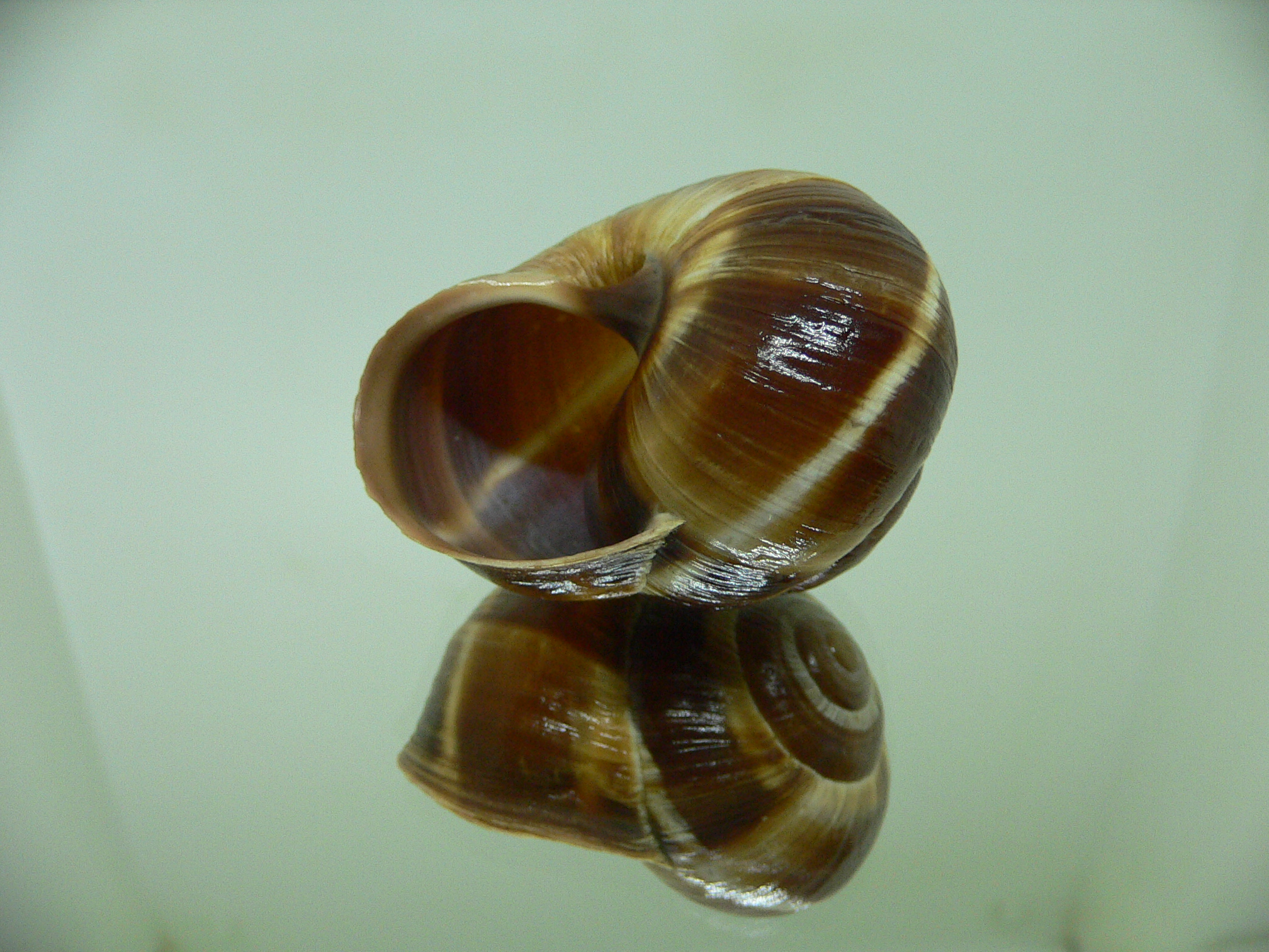 Helix lucorum 6