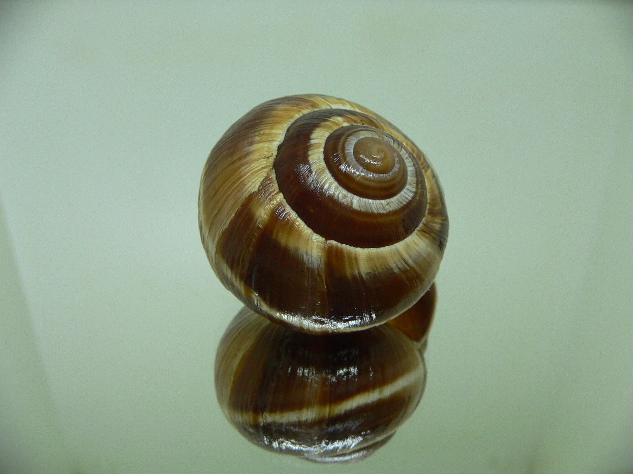 Helix lucorum 6