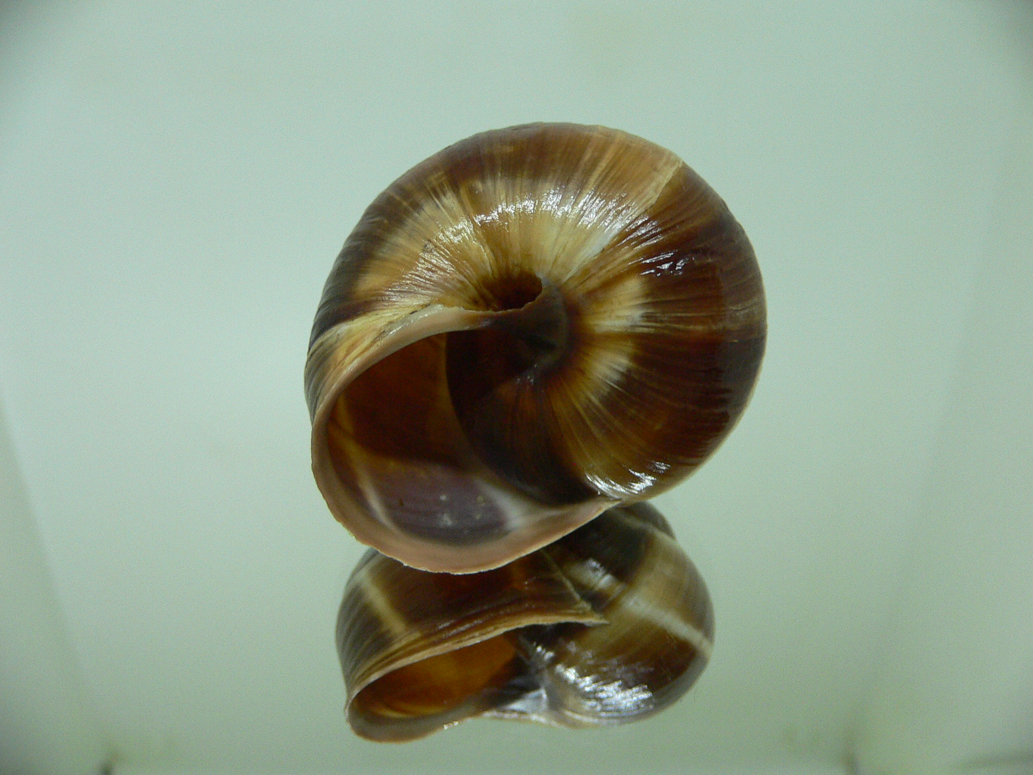 Helix lucorum 6