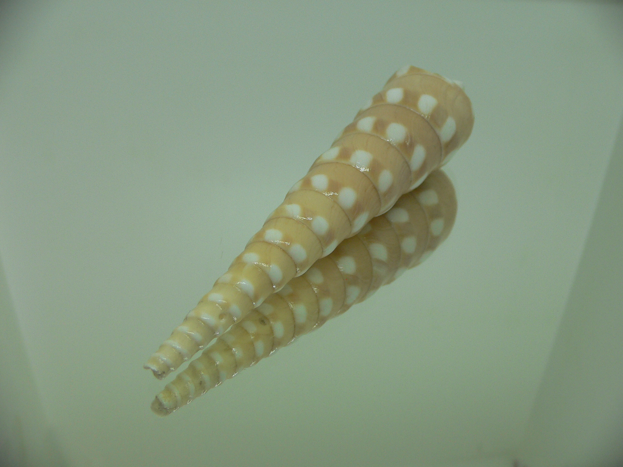 Terebra guttata