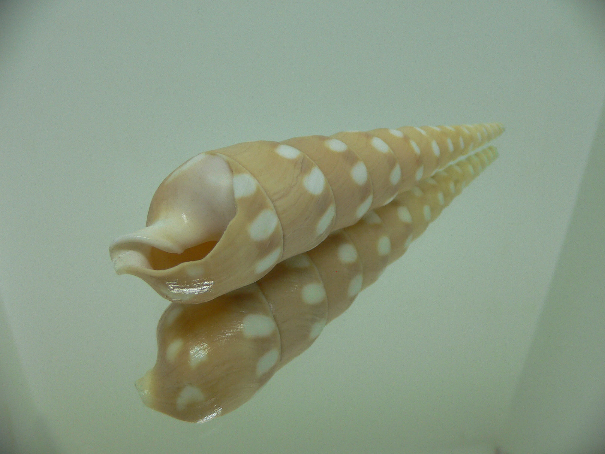 Terebra guttata