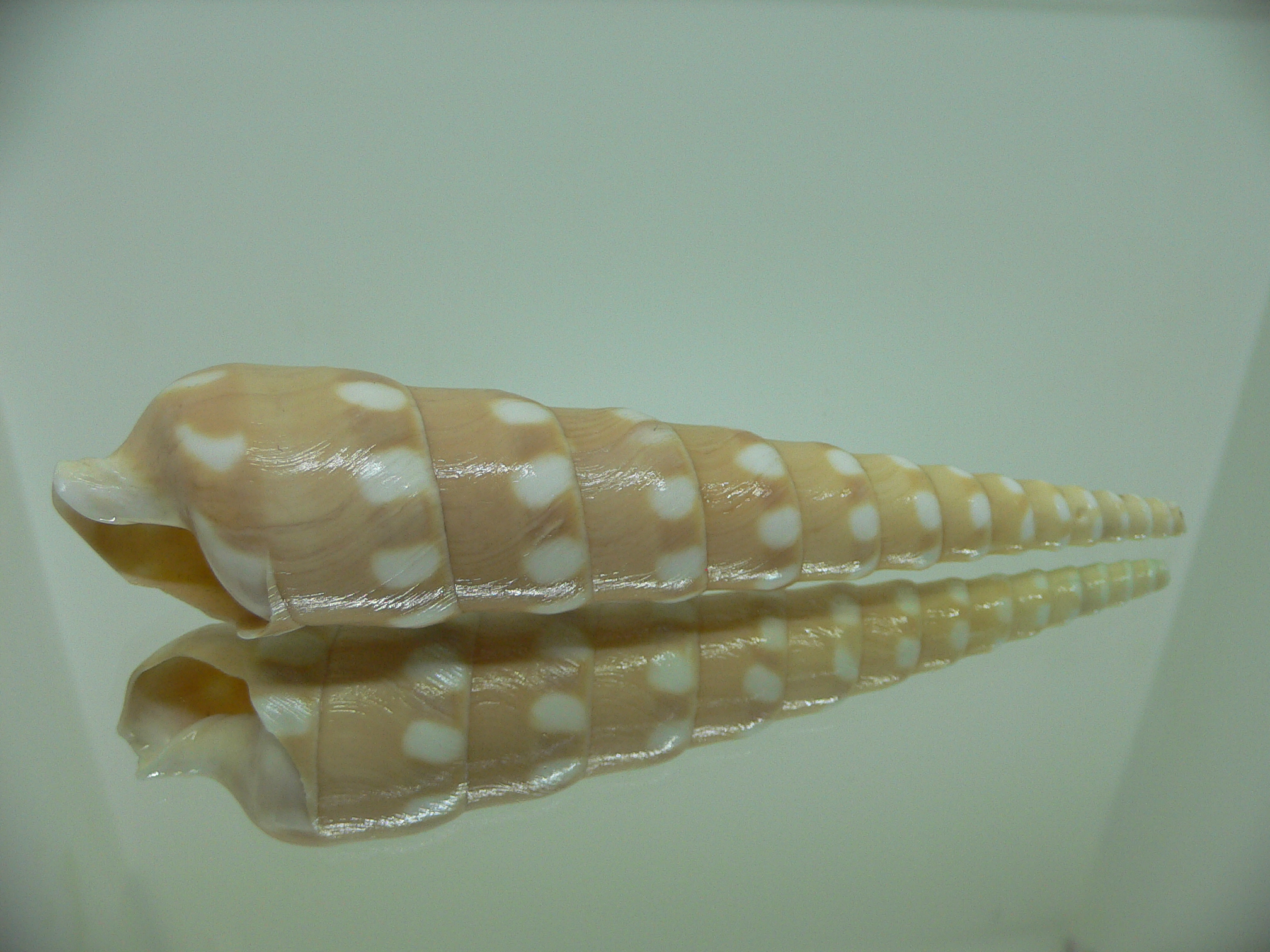 Terebra guttata