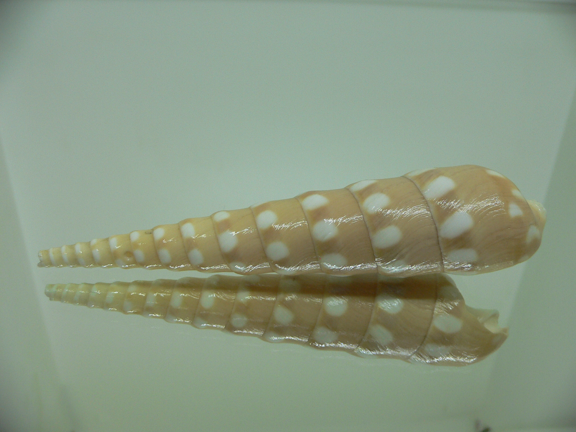 Terebra guttata