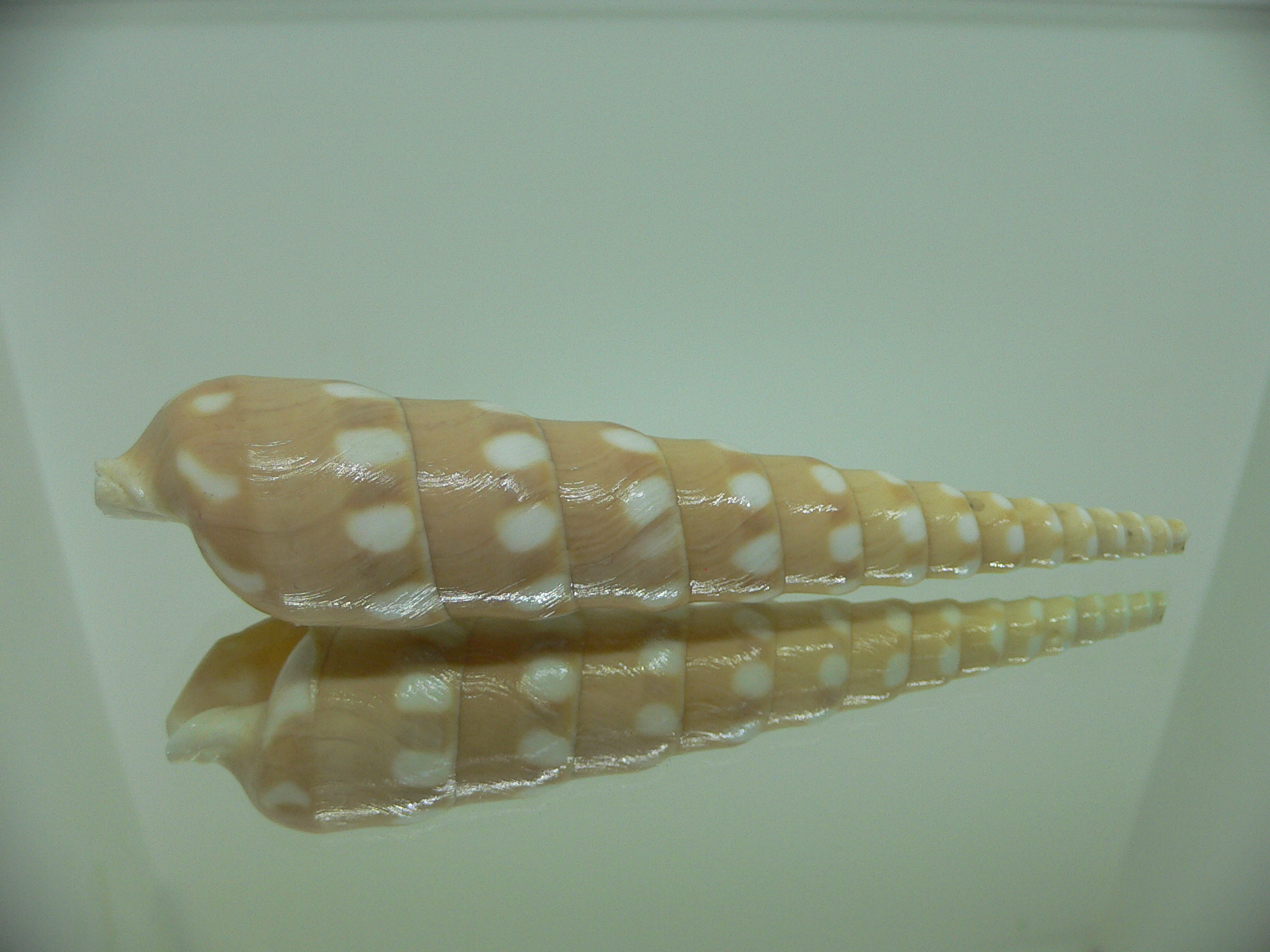 Terebra guttata