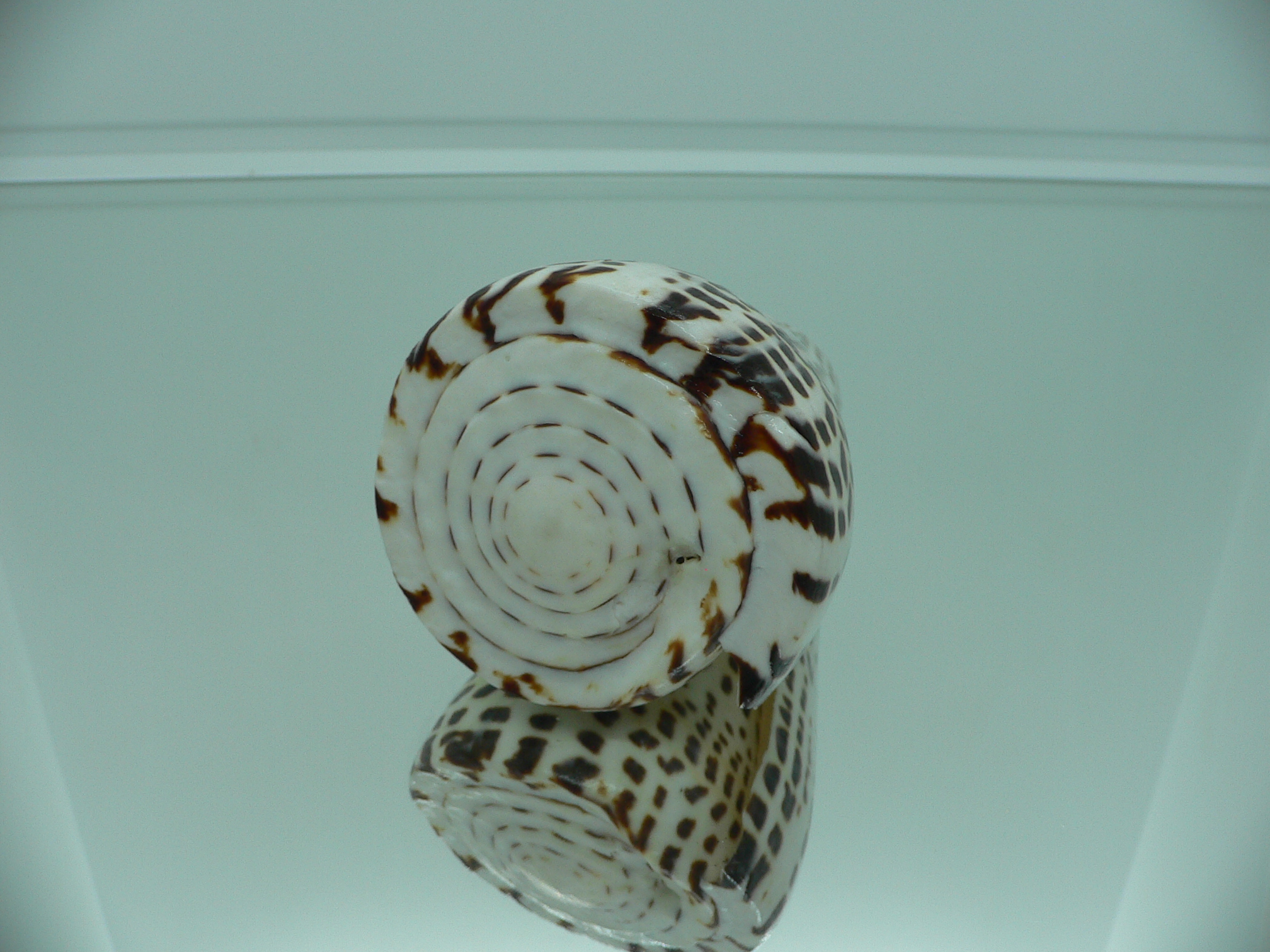 Conus litteratus MASSIVE