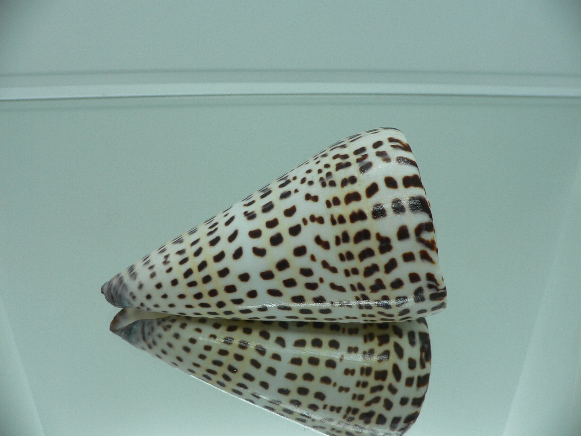 Conus litteratus MASSIVE