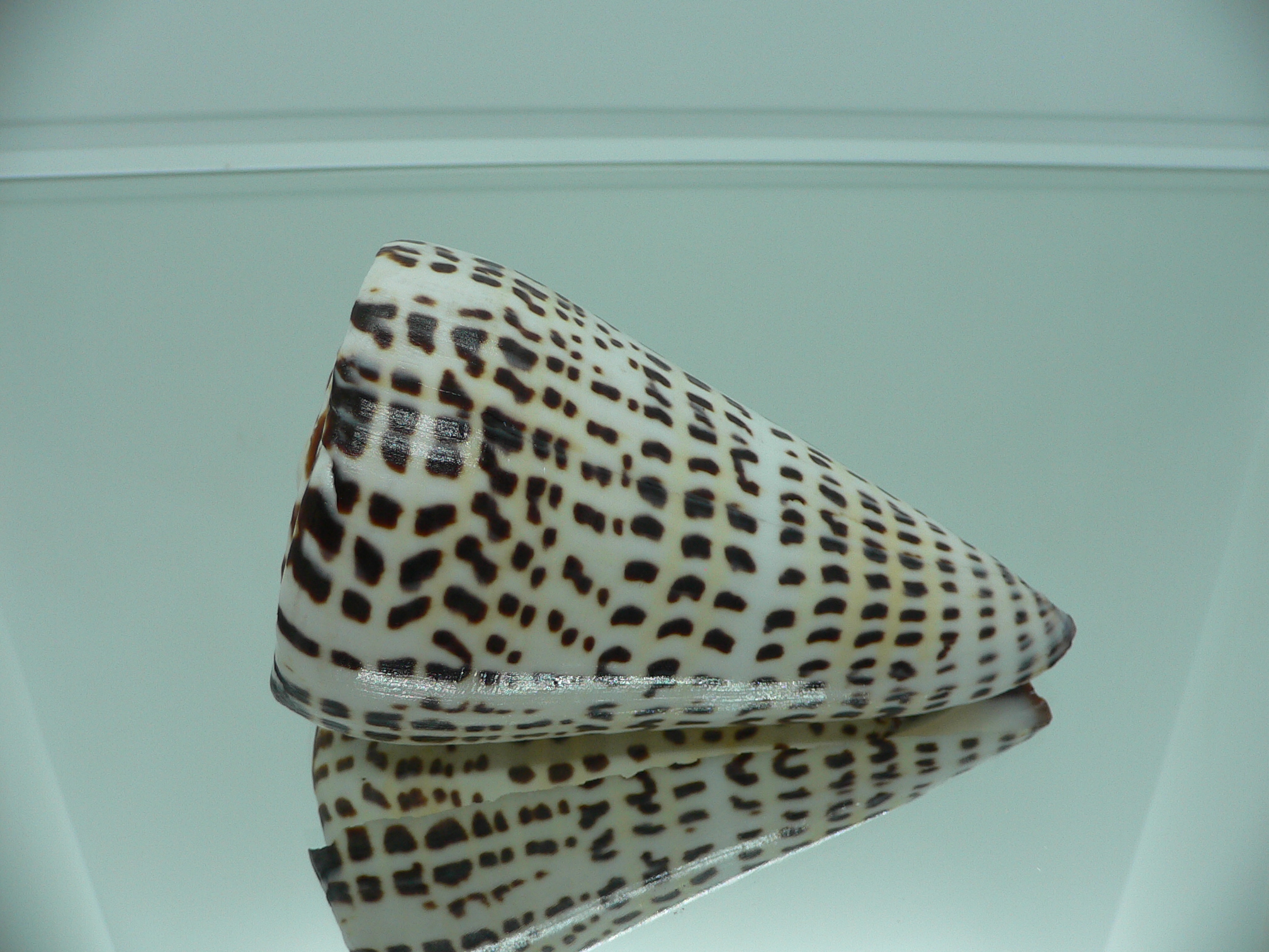 Conus litteratus MASSIVE