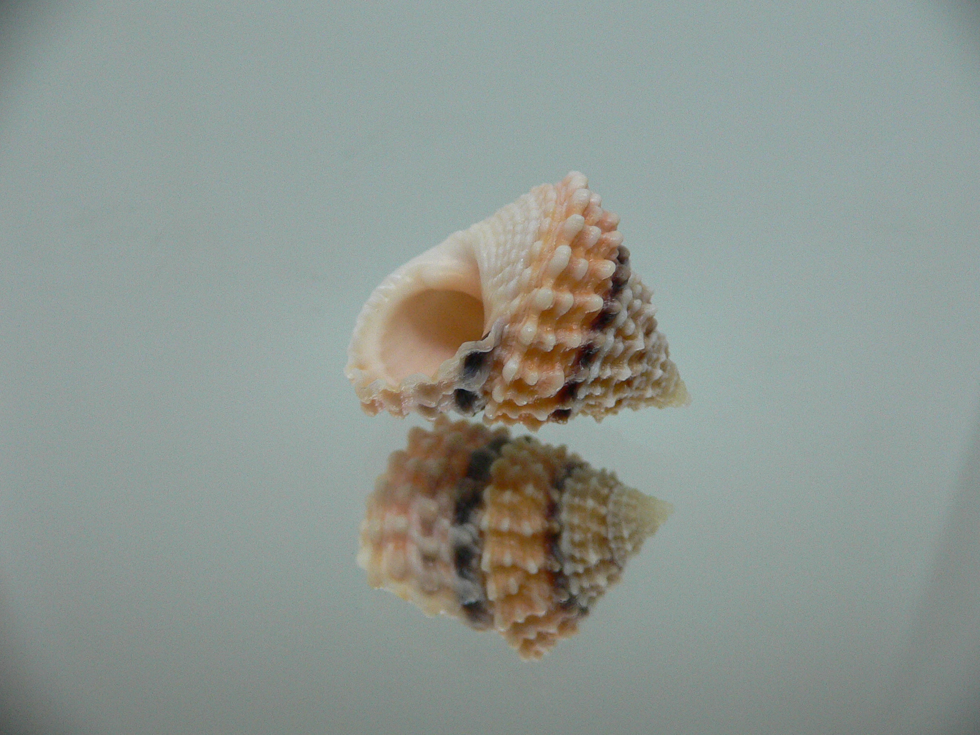 Tectarius tectumpersicum KING