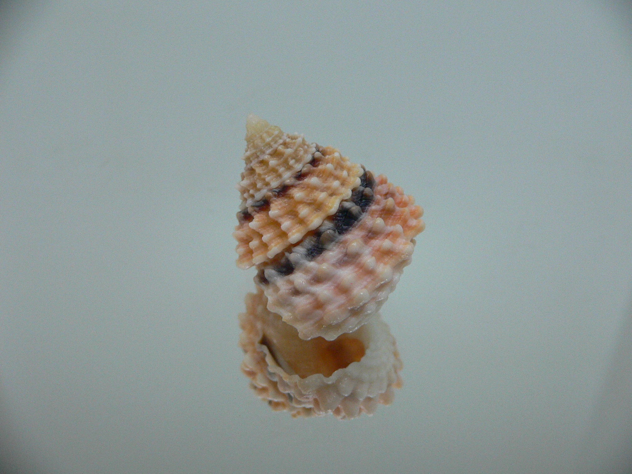 Tectarius tectumpersicum KING