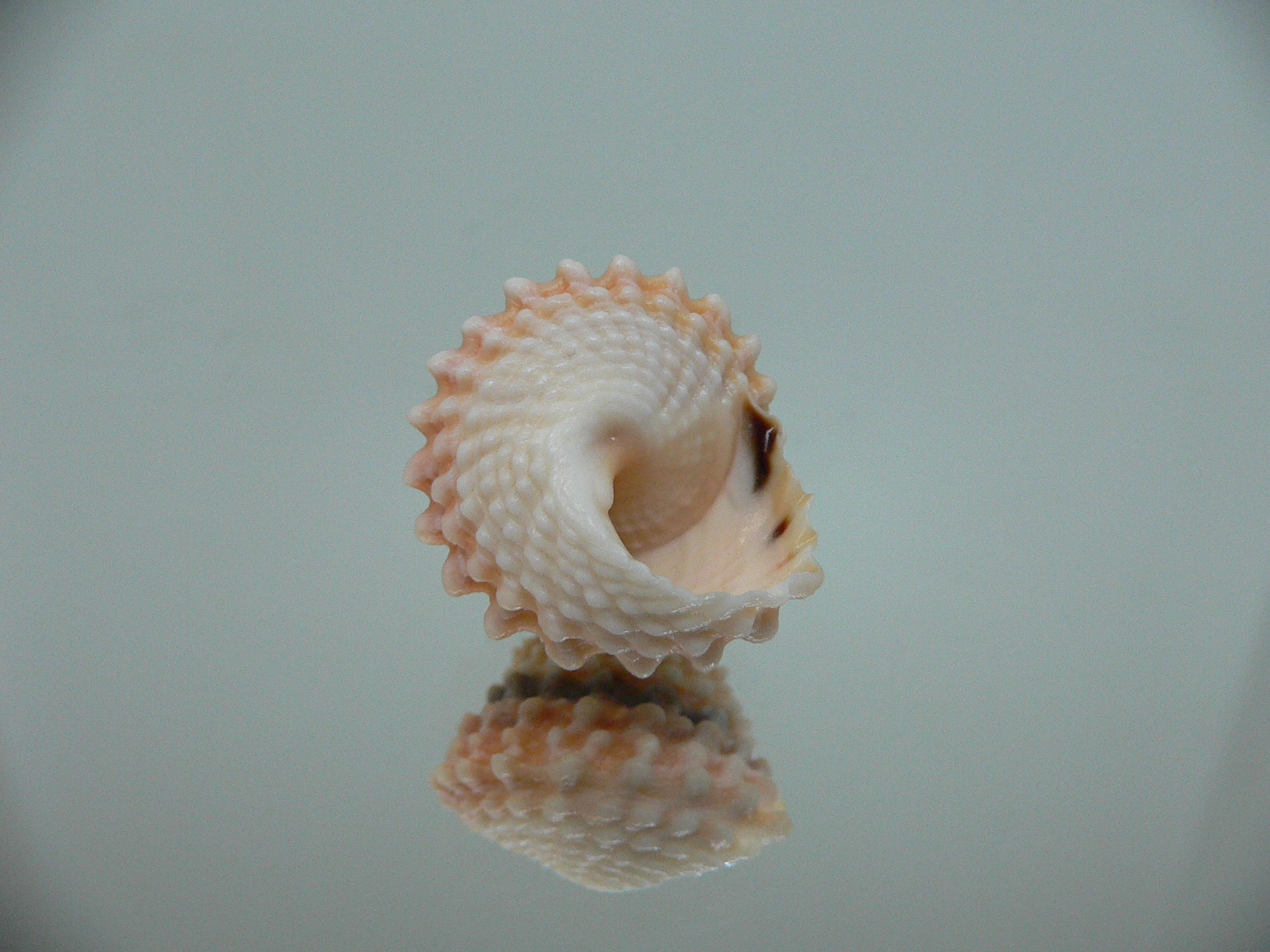 Tectarius tectumpersicum KING