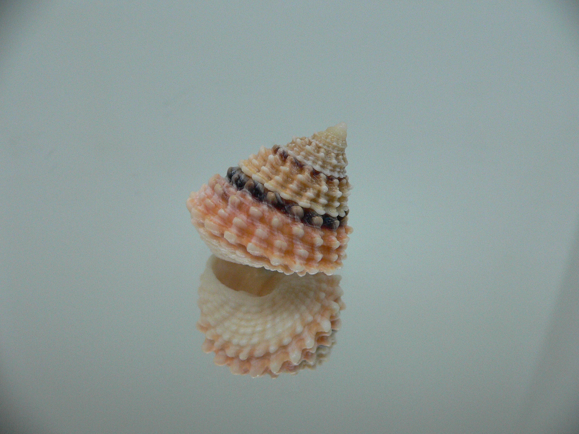 Tectarius tectumpersicum KING