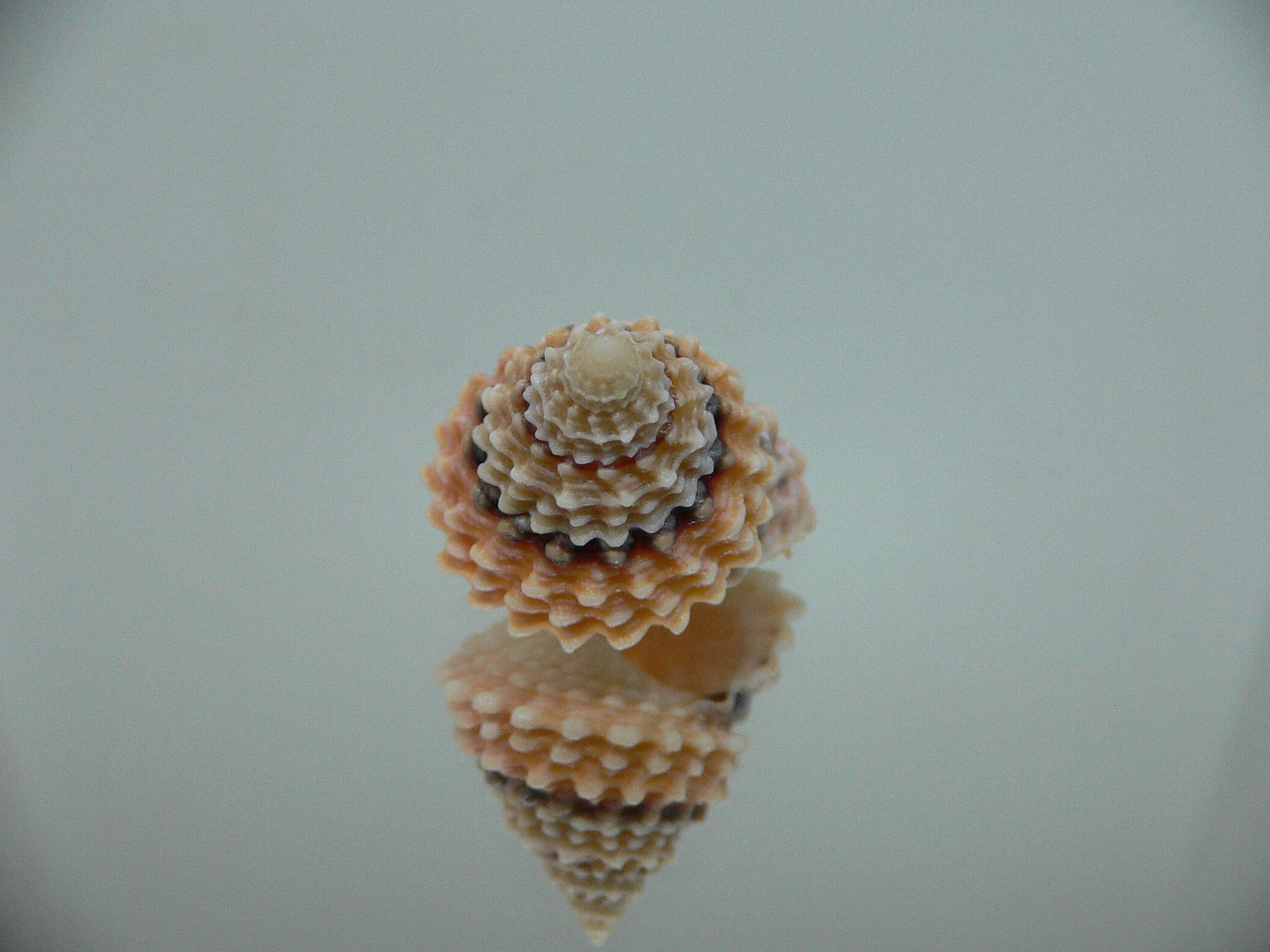 Tectarius tectumpersicum KING