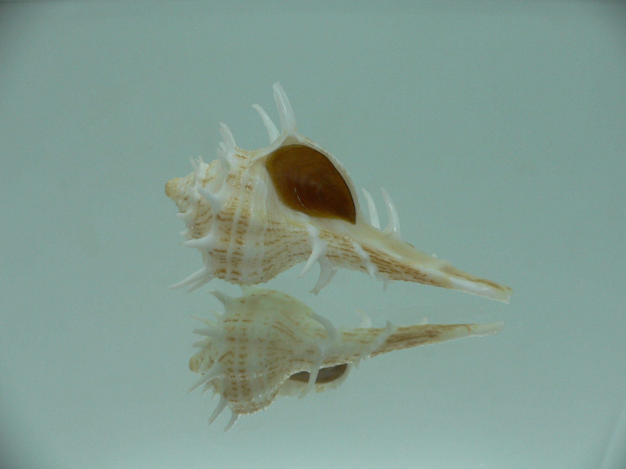 Tudivasum armigerum