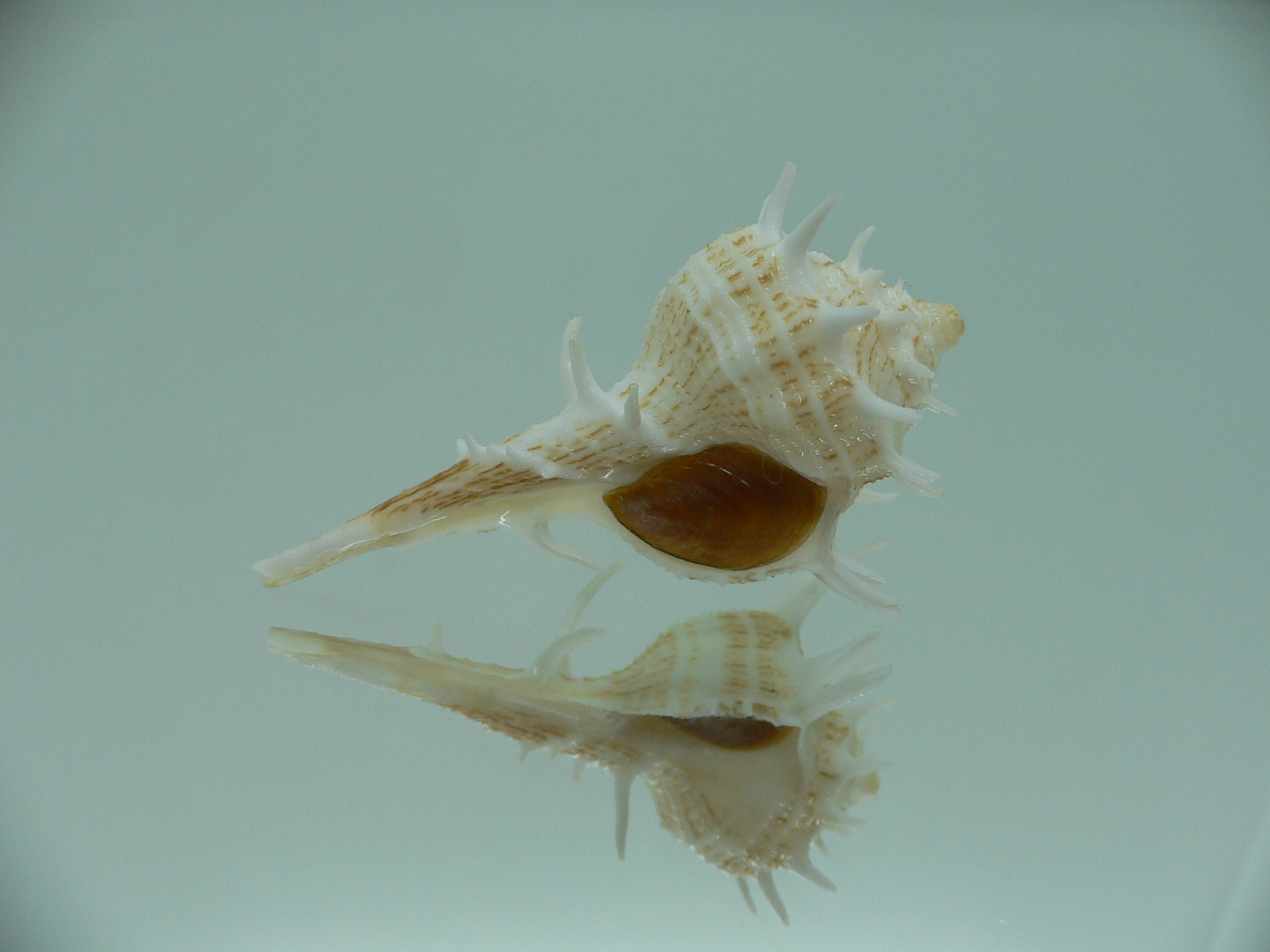 Tudivasum armigerum