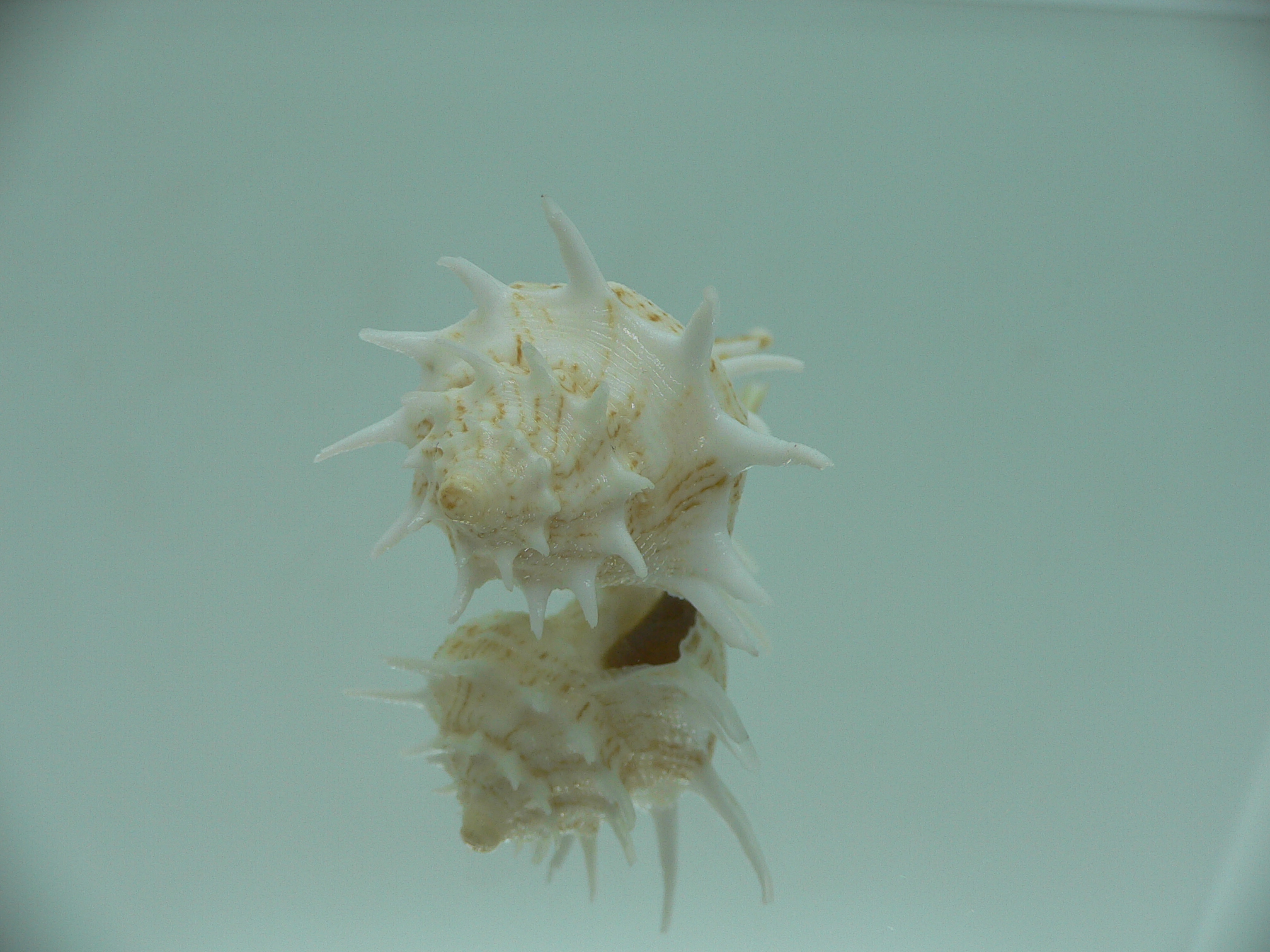 Tudivasum armigerum