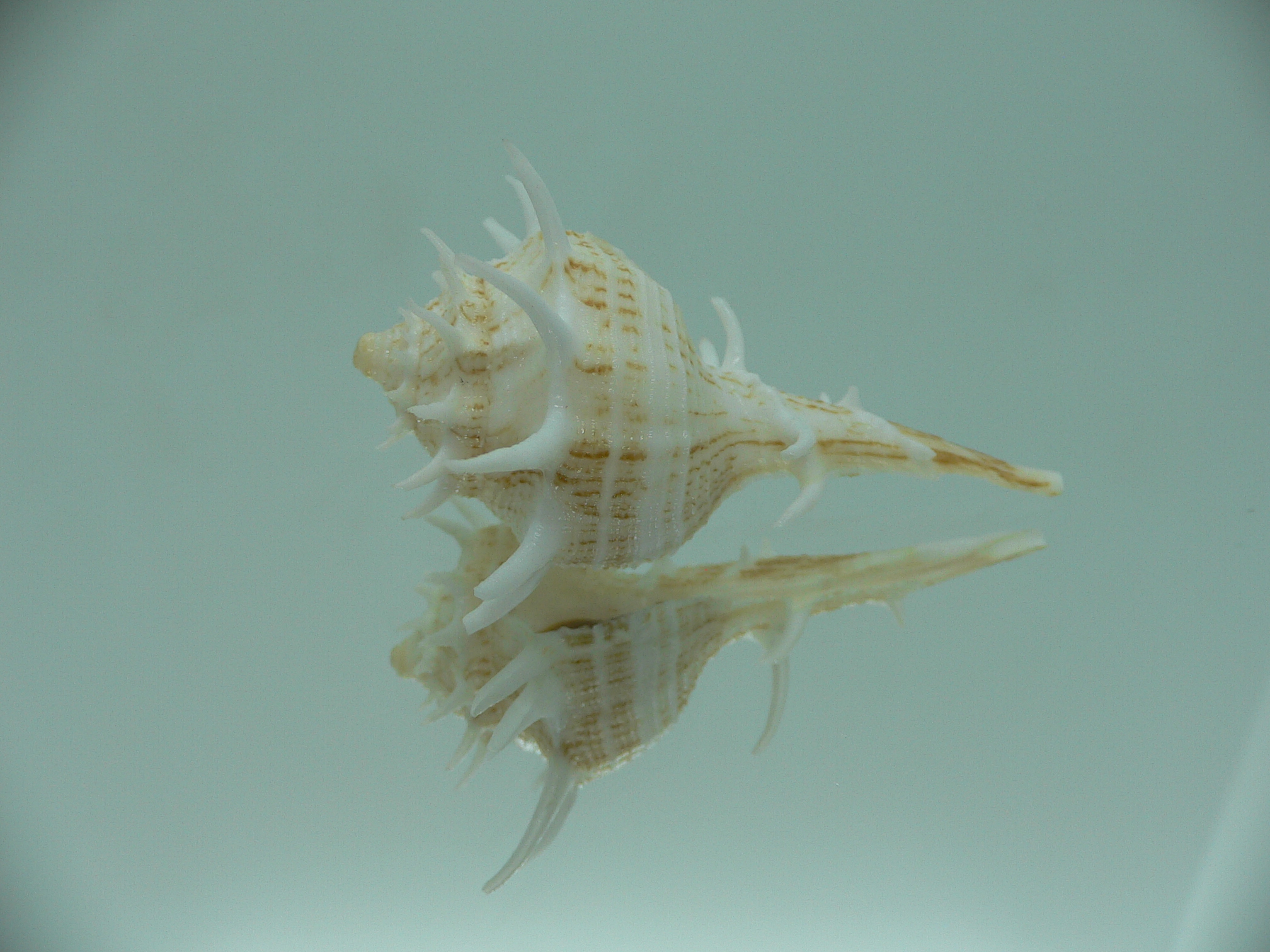 Tudivasum armigerum