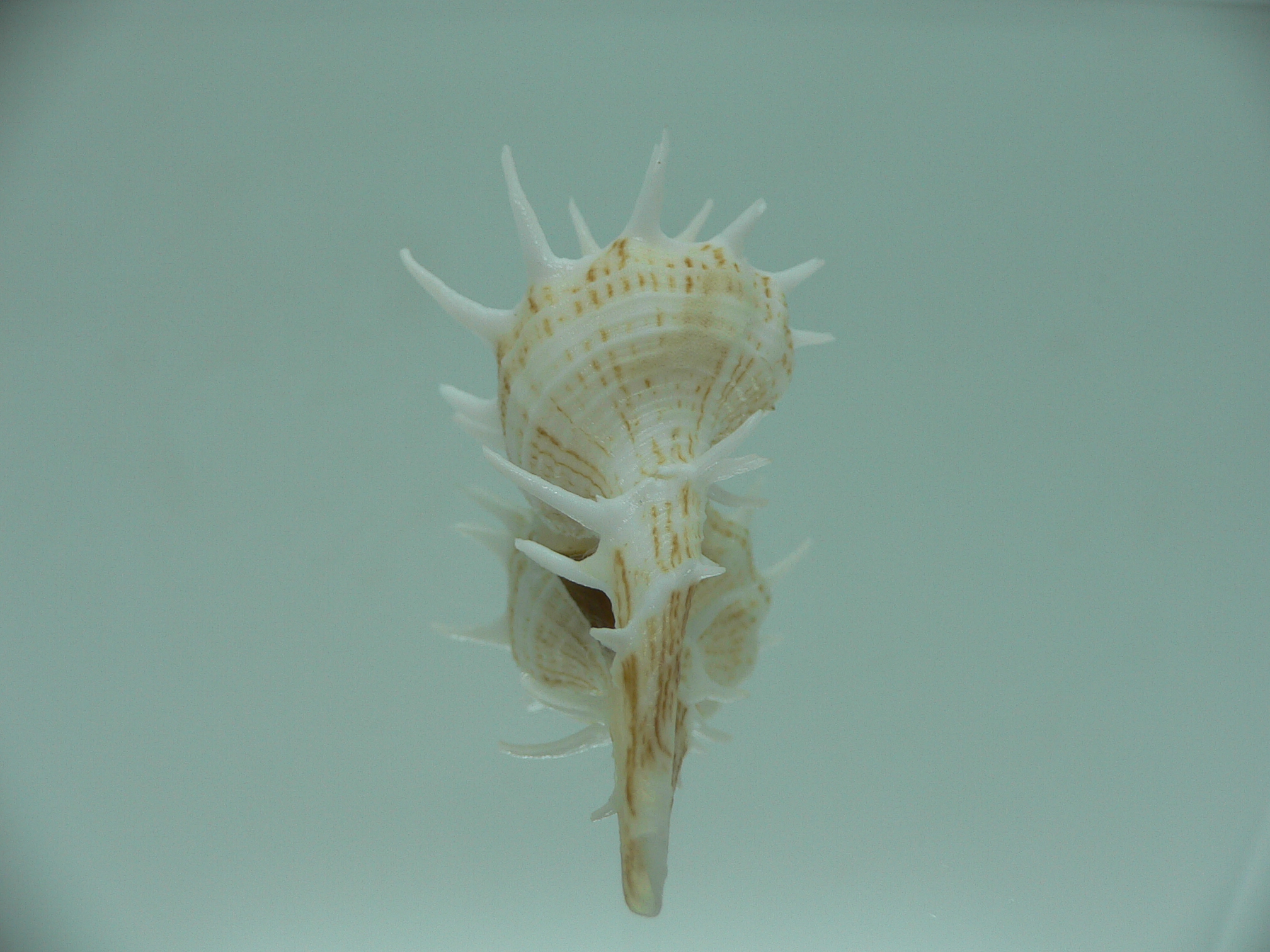 Tudivasum armigerum