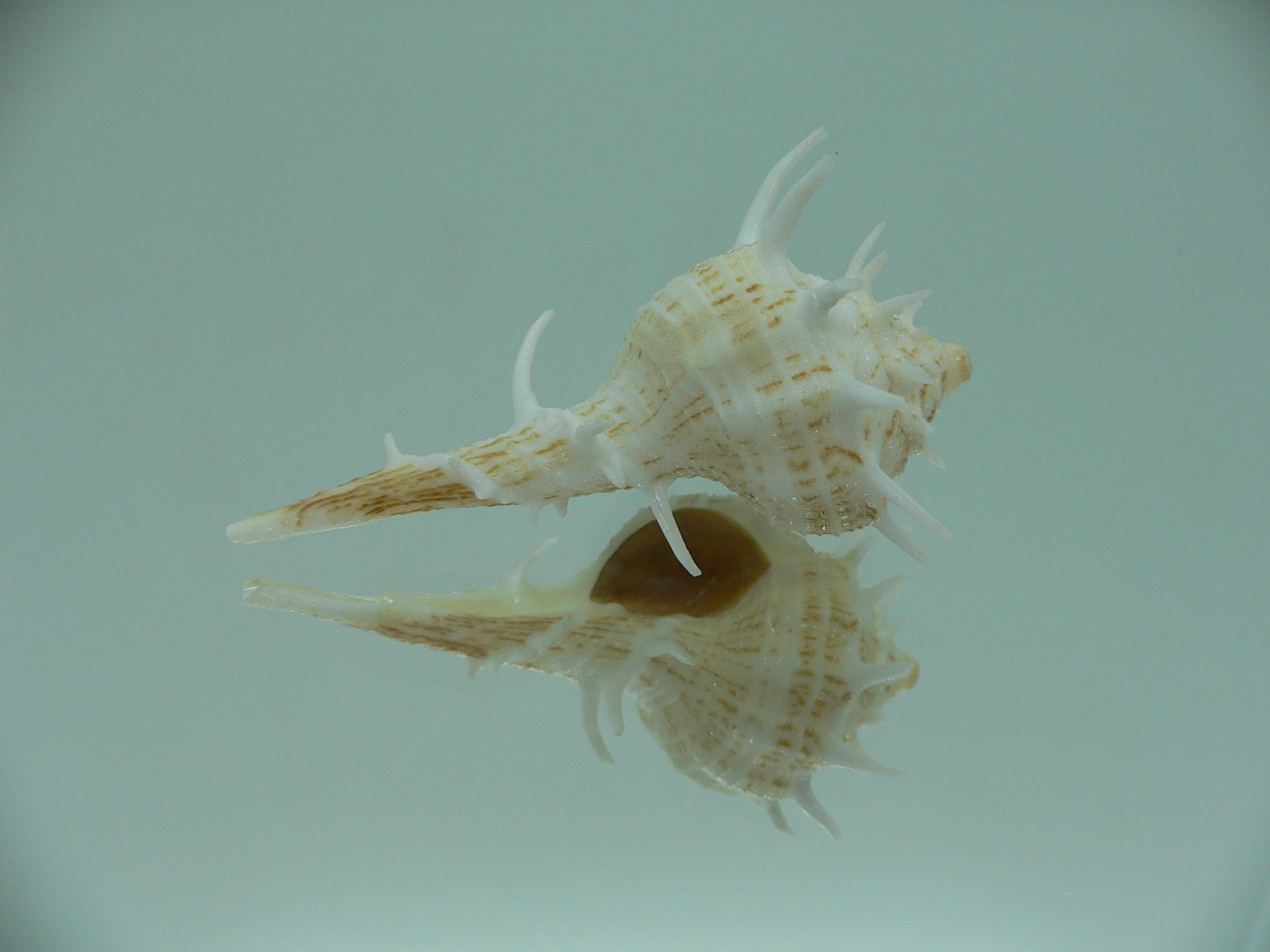 Tudivasum armigerum