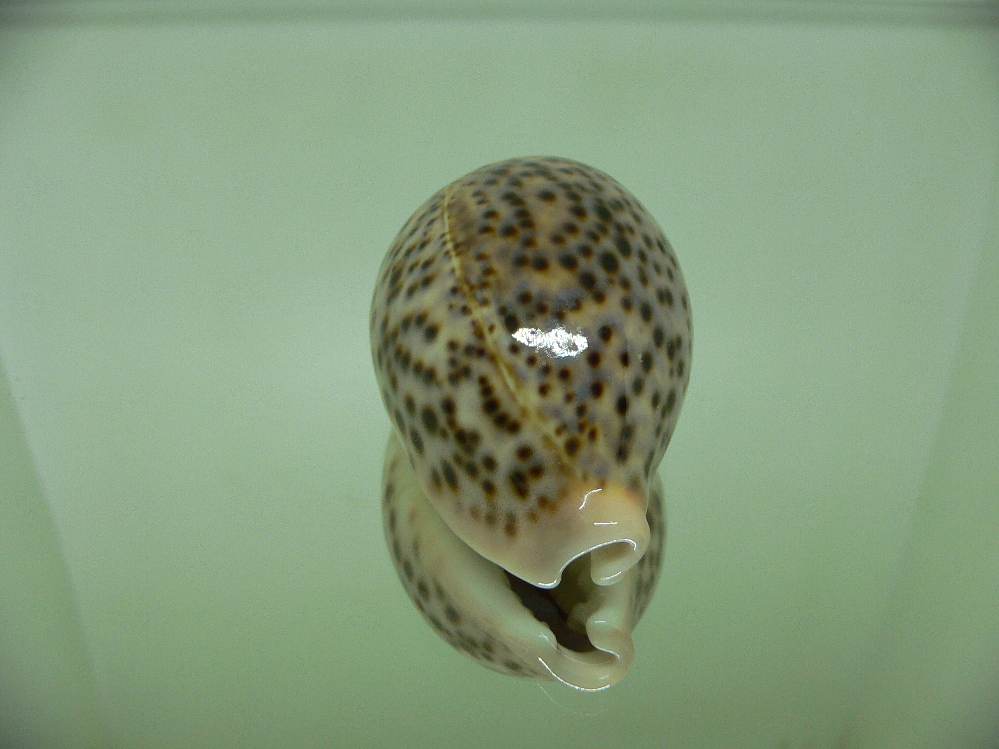 Cypraea pantherina SP. COLOR