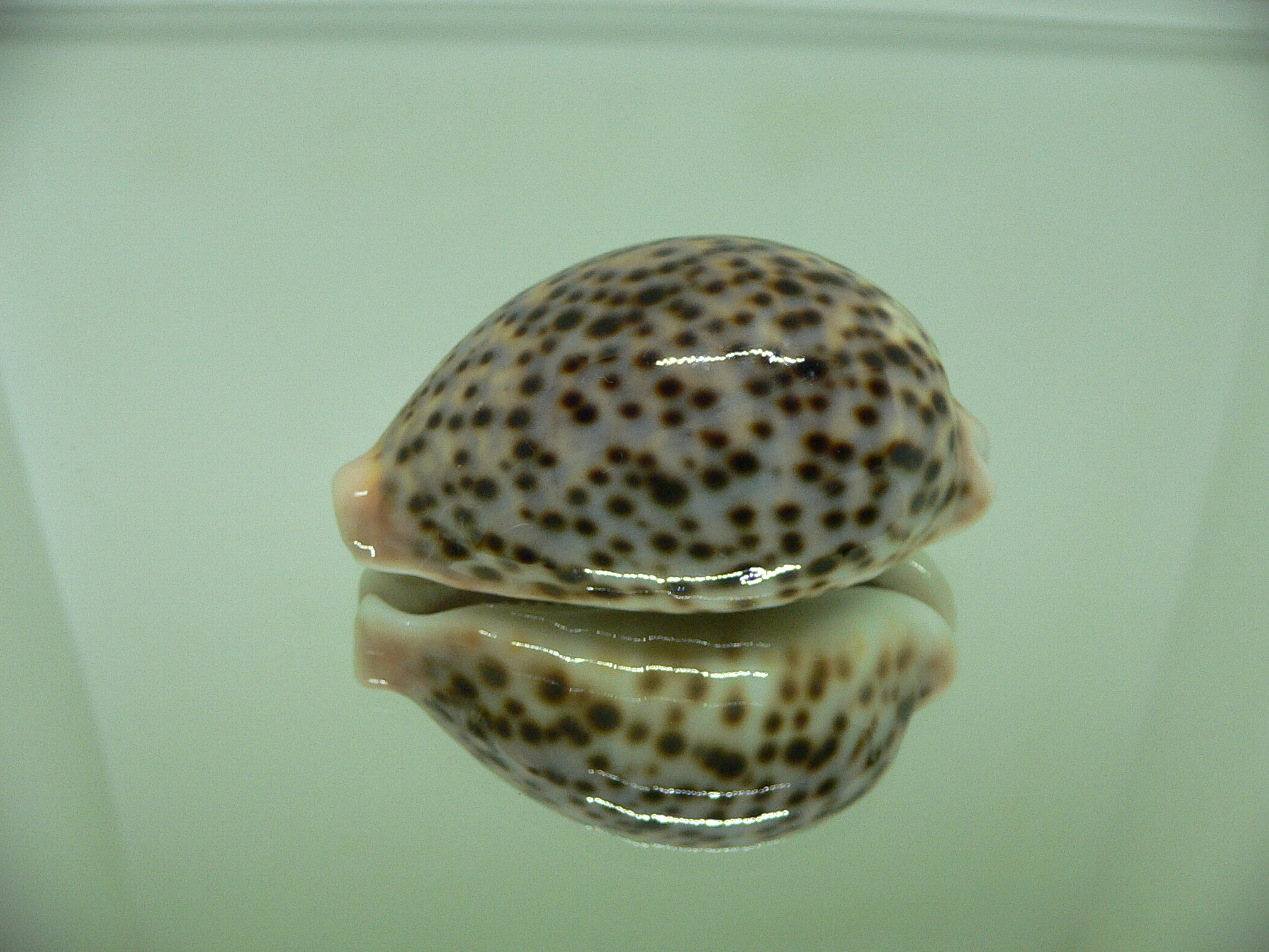 Cypraea pantherina SP. COLOR