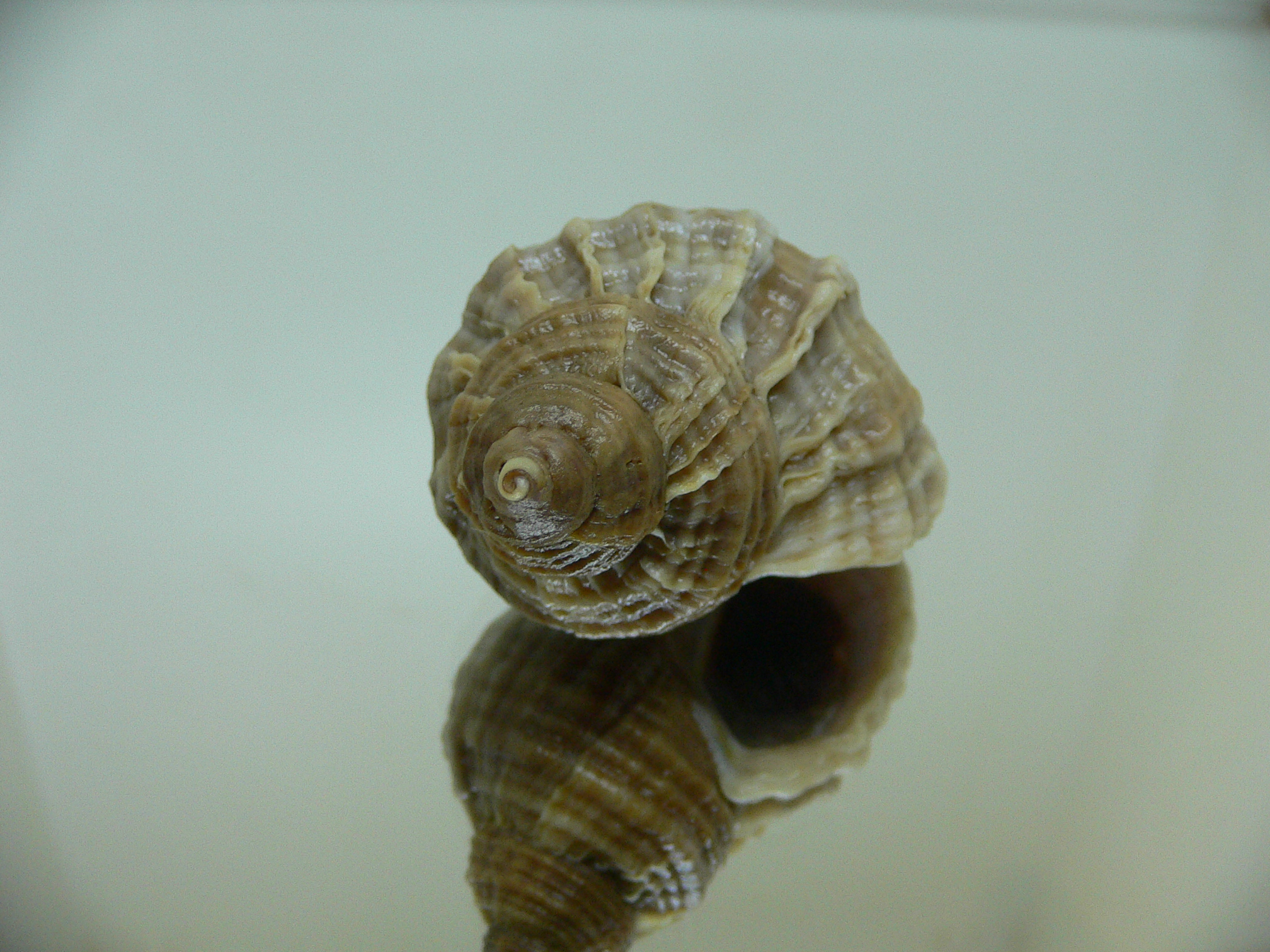 Nucella freycinetii freycinetii UNUSUAL