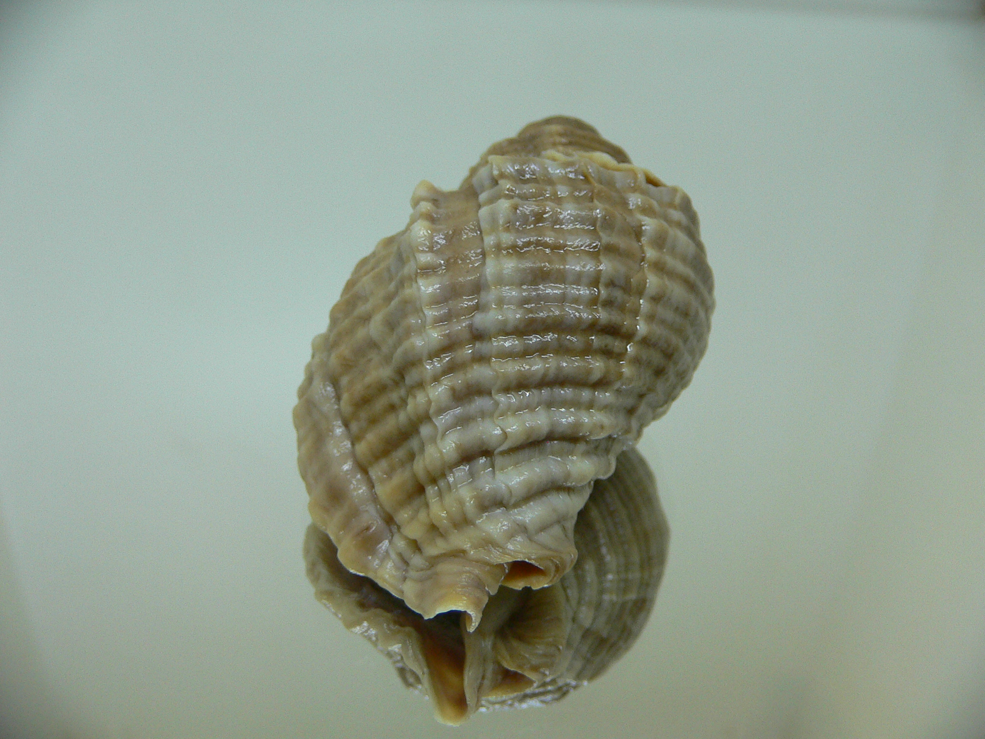 Nucella freycinetii freycinetii UNUSUAL