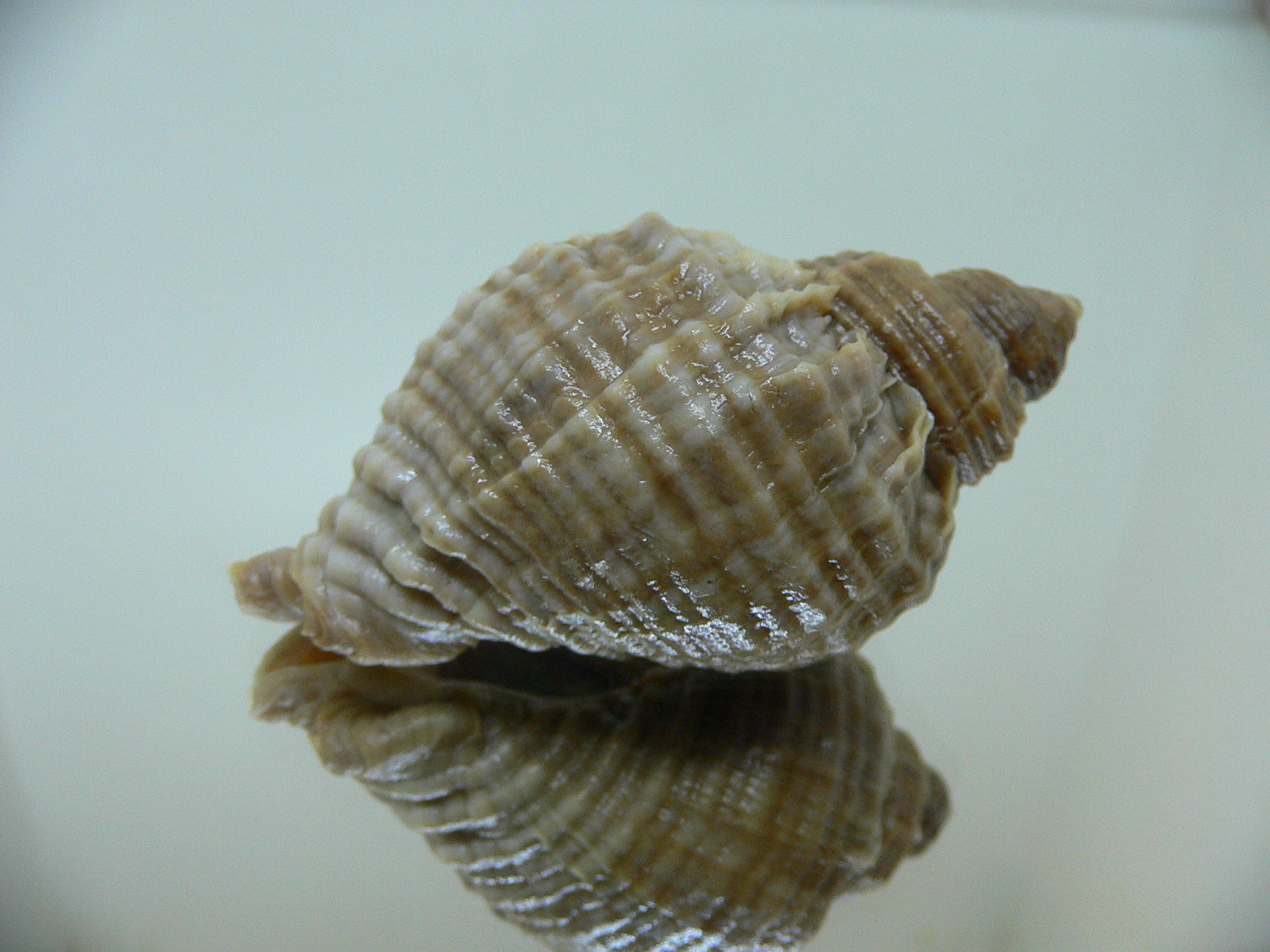 Nucella freycinetii freycinetii UNUSUAL