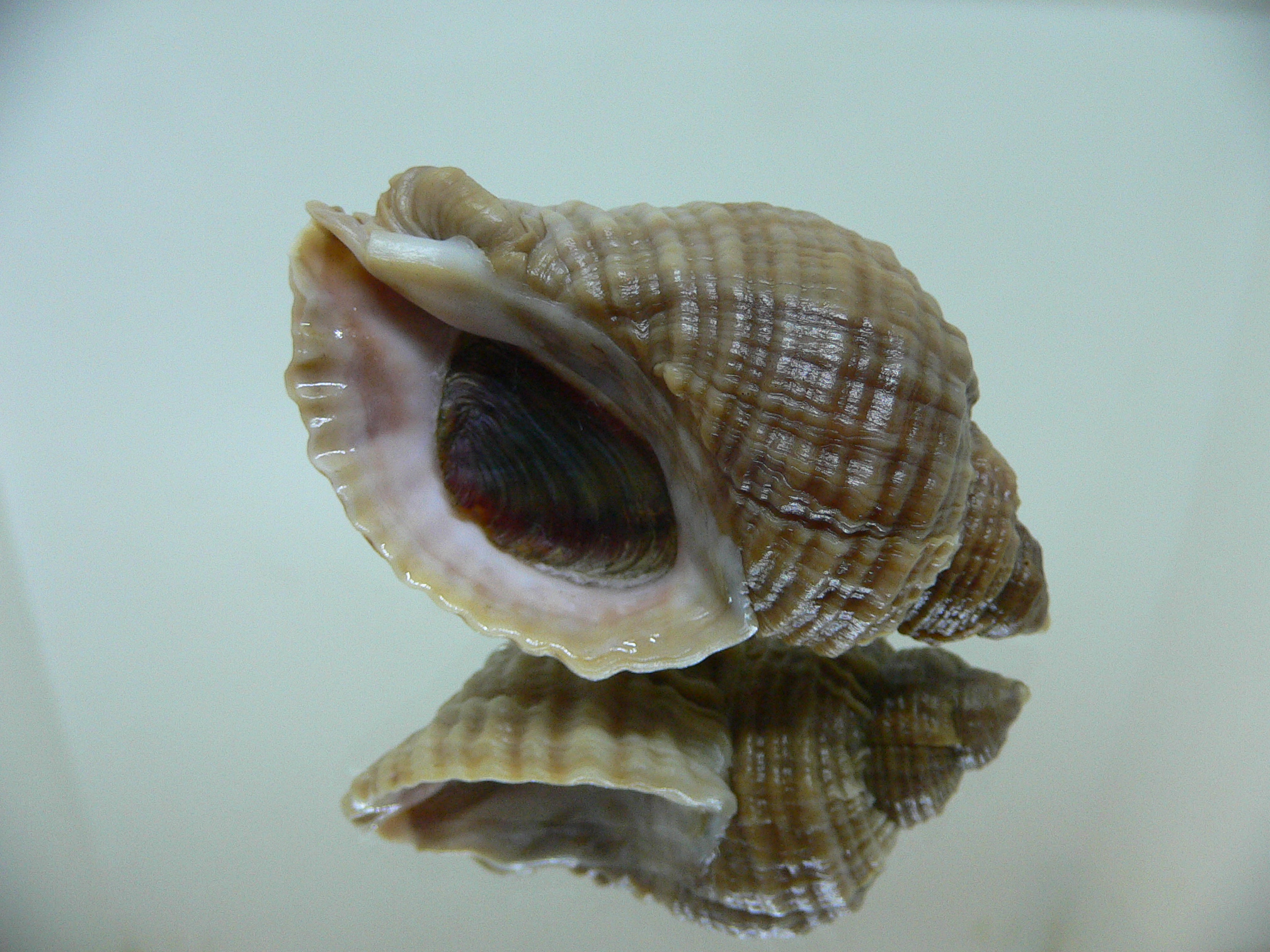 Nucella freycinetii freycinetii UNUSUAL