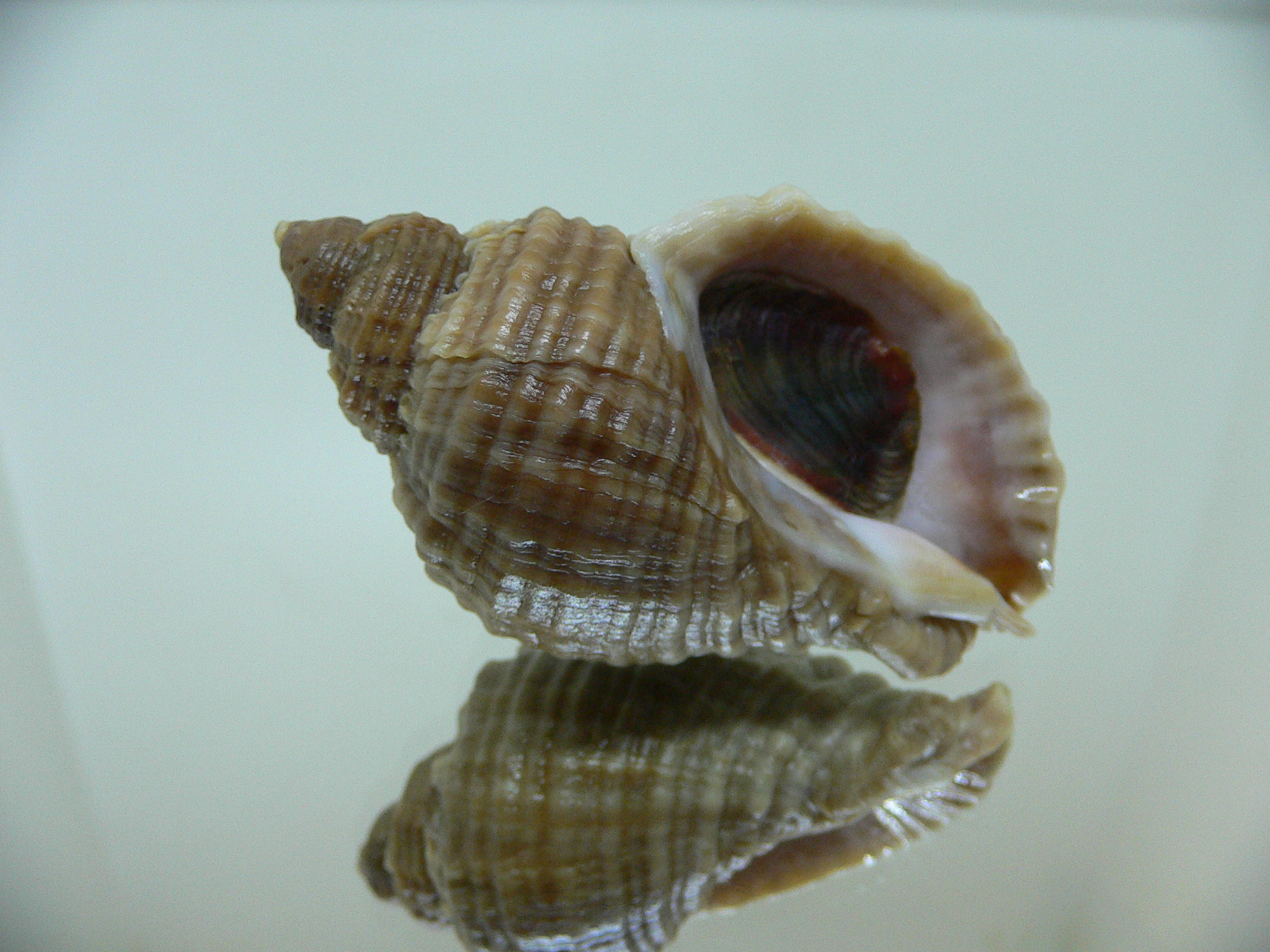 Nucella freycinetii freycinetii UNUSUAL