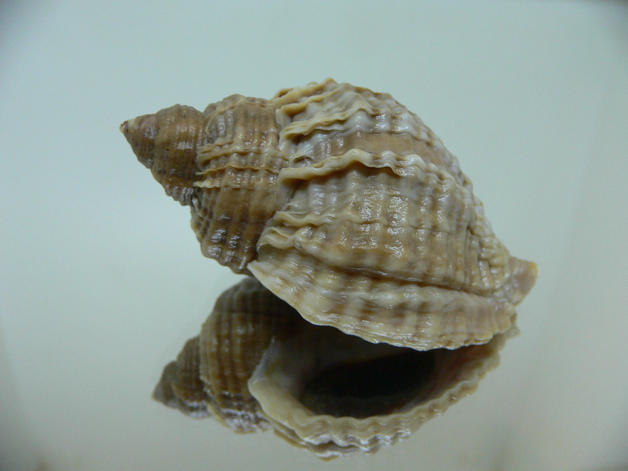 Nucella freycinetii freycinetii UNUSUAL