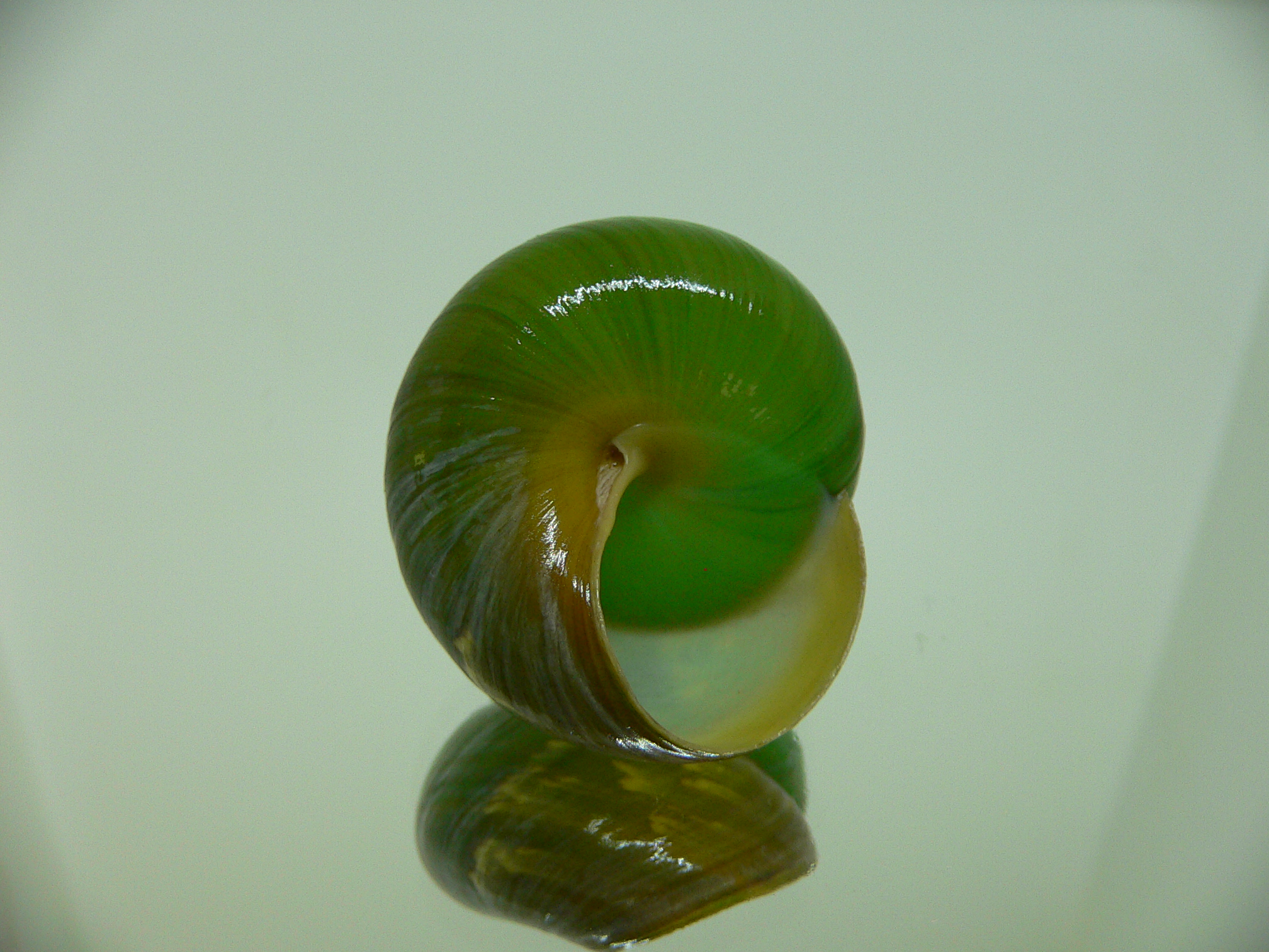 Asperitas bimaensis johnabbasi UNUSUAL COLOR