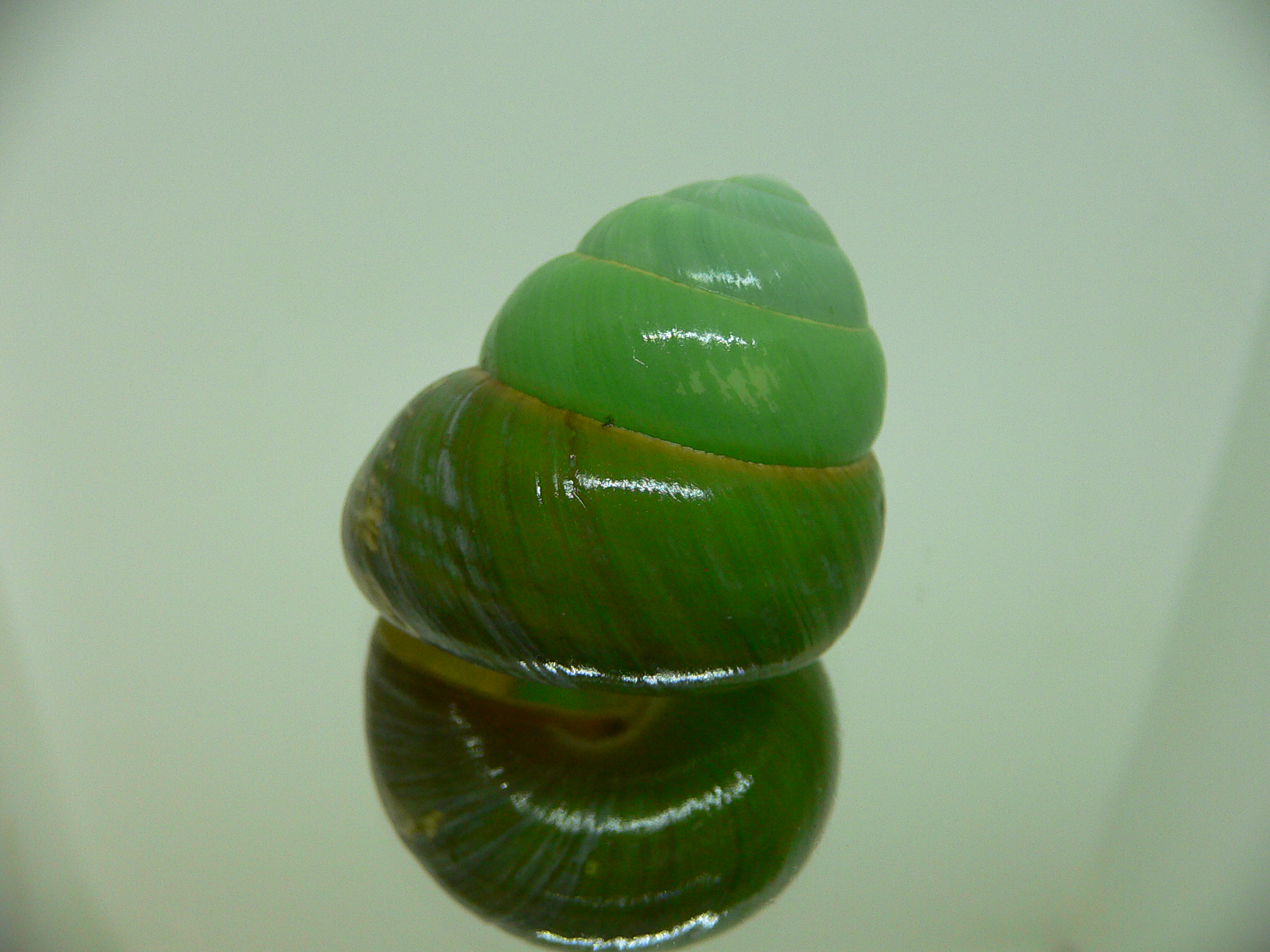 Asperitas bimaensis johnabbasi UNUSUAL COLOR