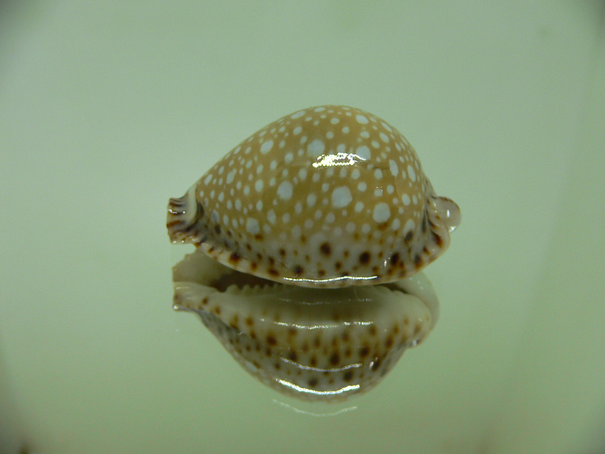 Cypraea lamarckii lamarckii HIGH & ROUNDED