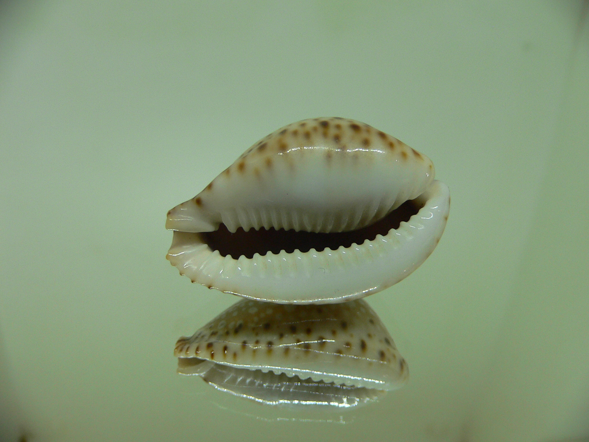 Cypraea lamarckii lamarckii HIGH & ROUNDED