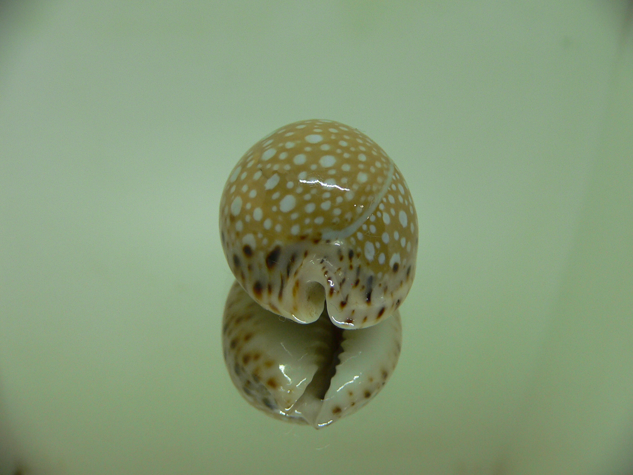 Cypraea lamarckii lamarckii HIGH & ROUNDED